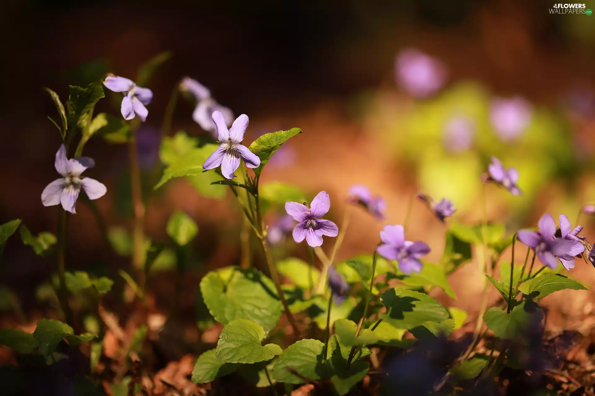 Flowers, lilac, fragrant violets