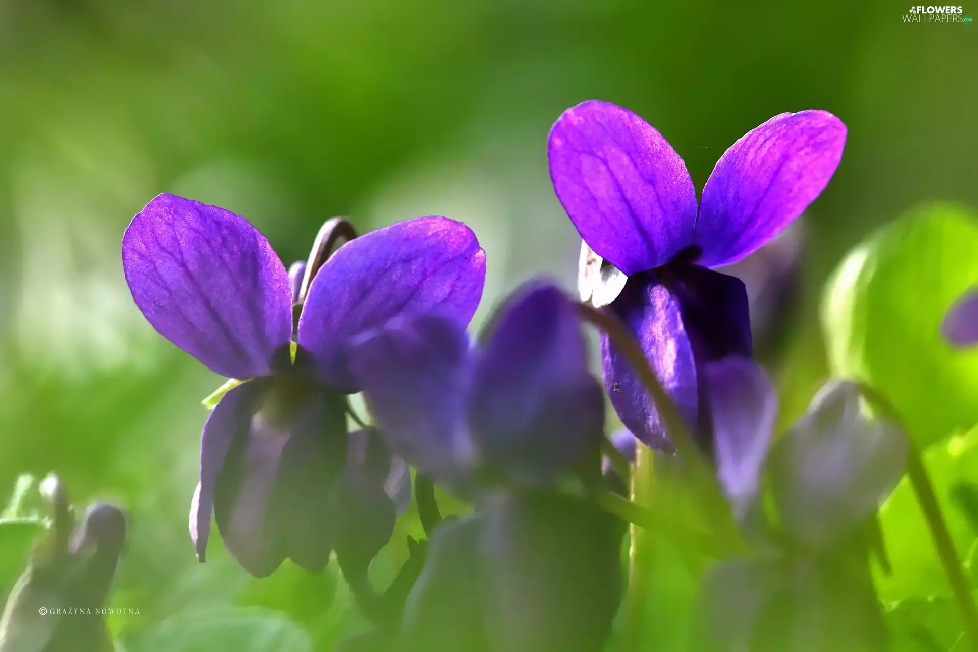 fragrant violets, Flowers, flakes, purple