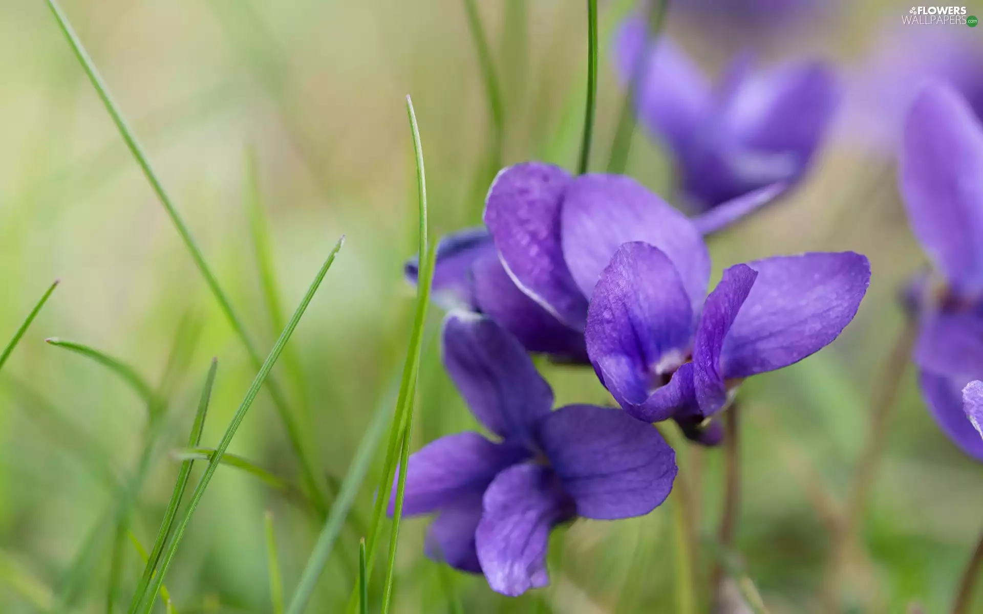 fragrant violets, Flowers, grass, purple