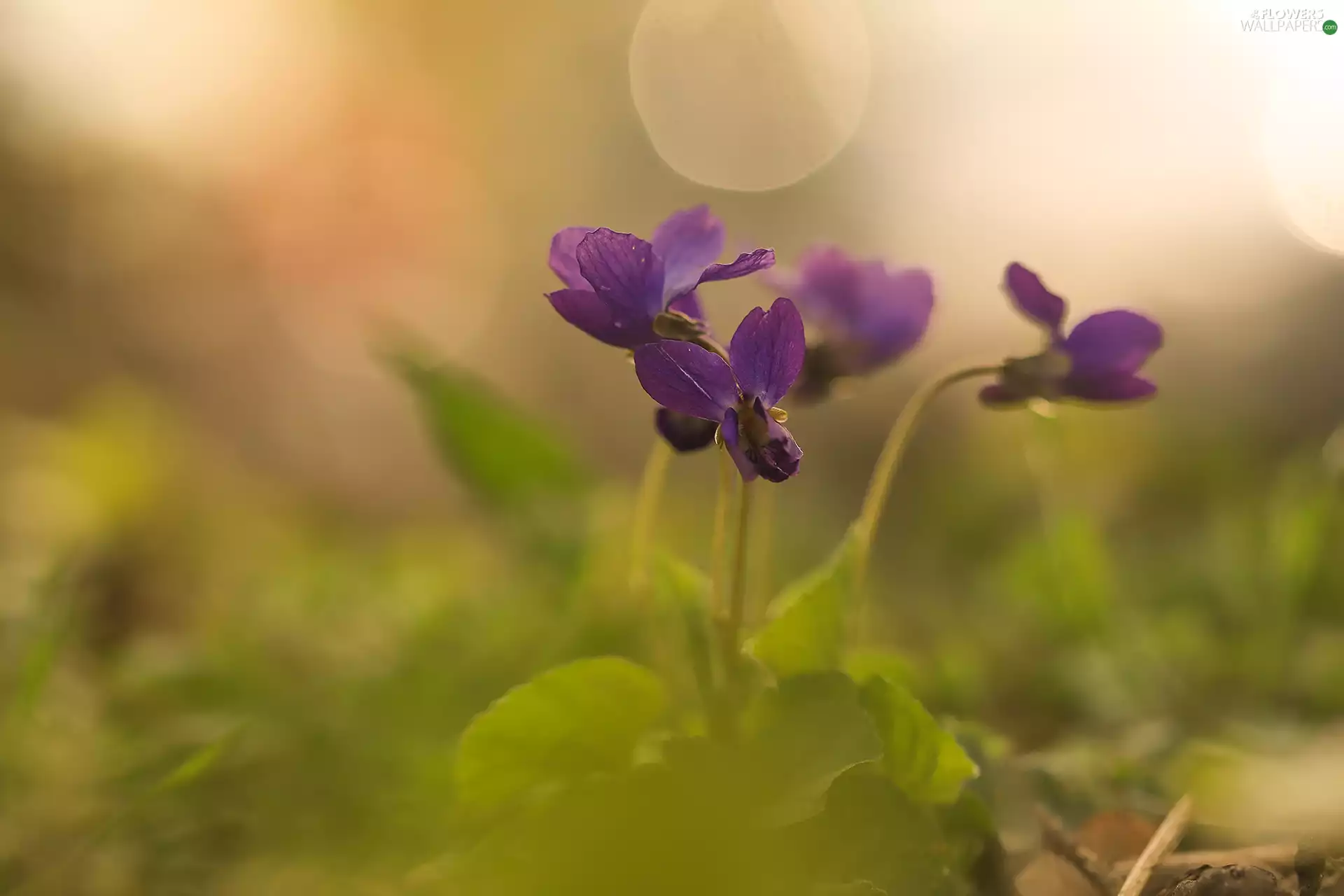 fragrant violets, Flowers, rapprochement, purple