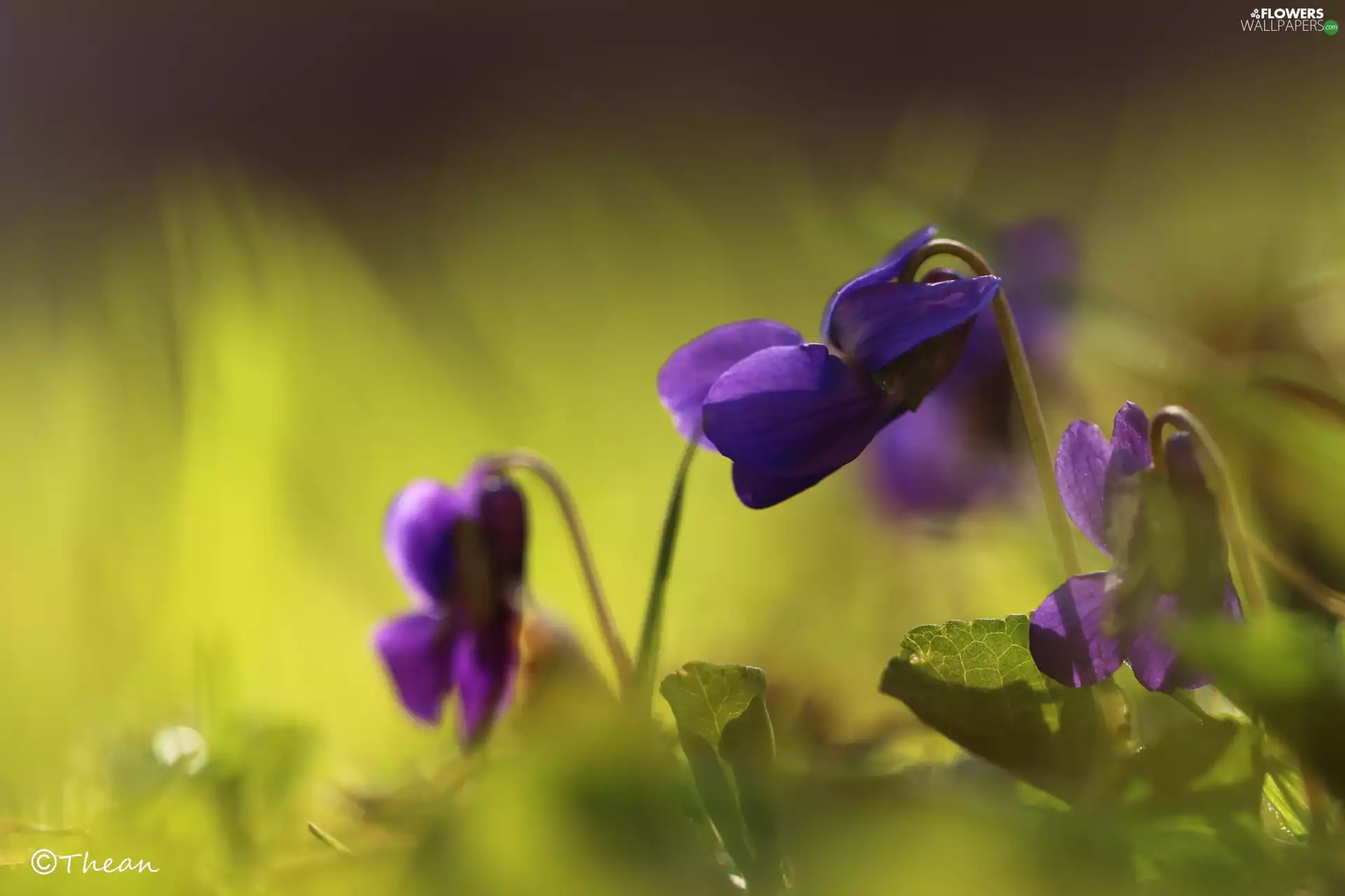 fragrant violets, Flowers, Spring, purple