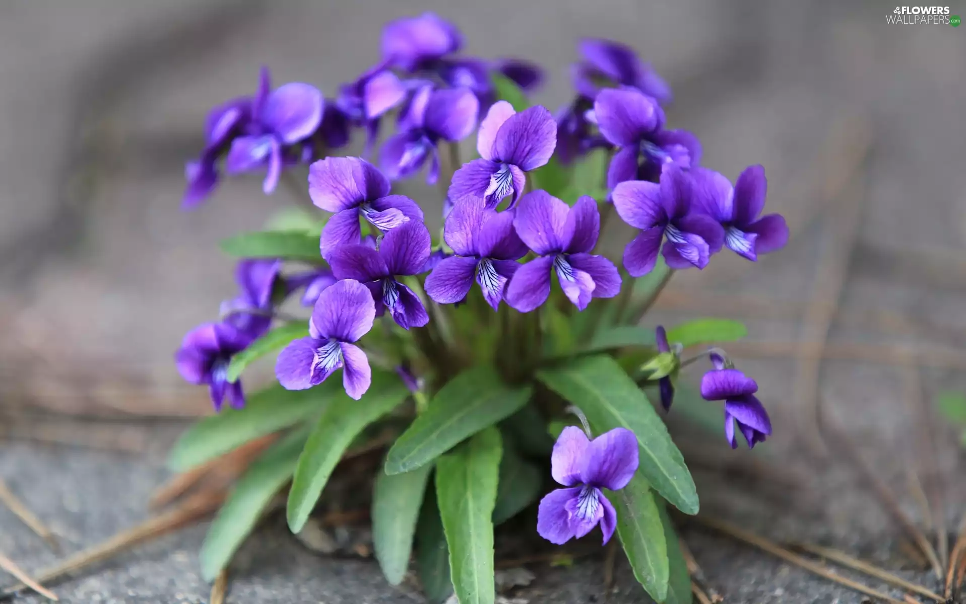 Flowers, leaves, rapprochement, Violets