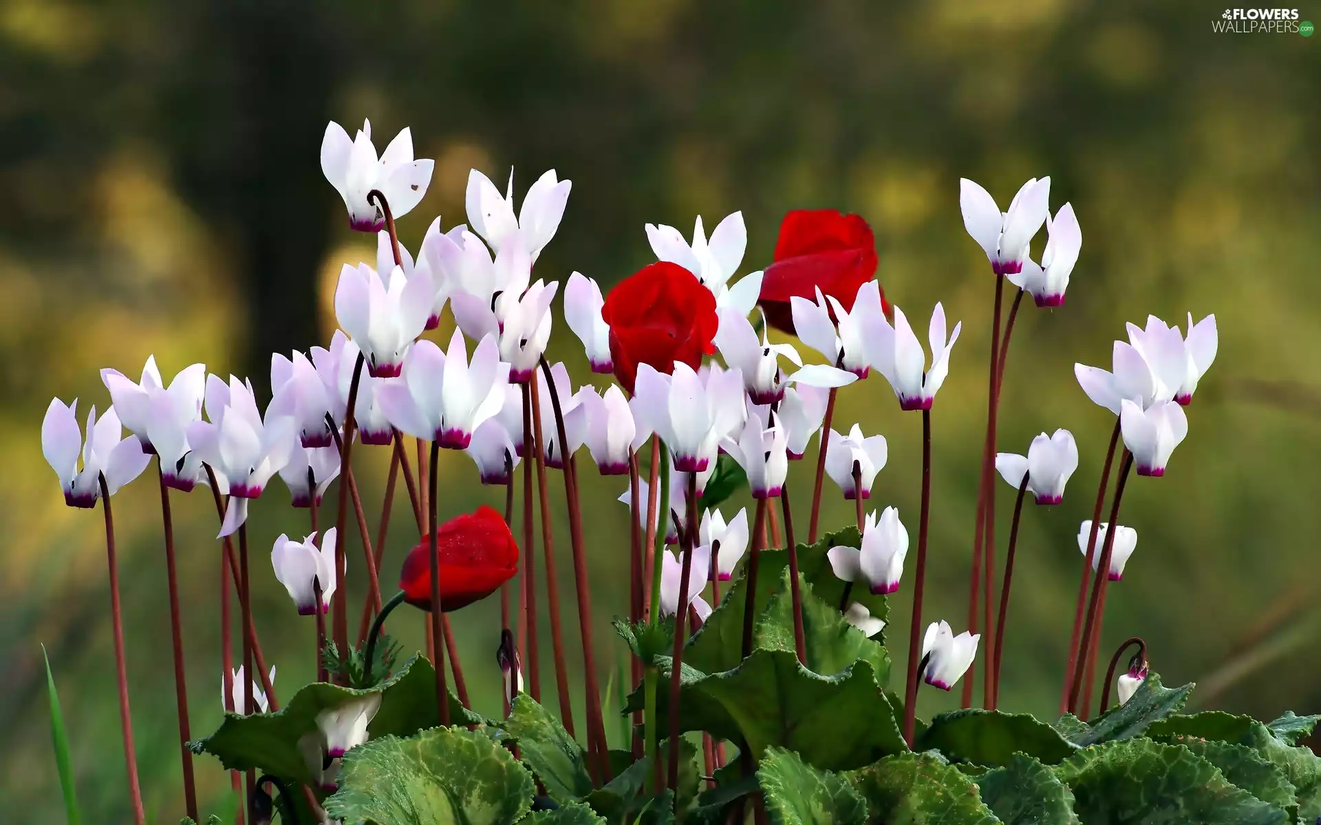 Violets, Red, Flowers