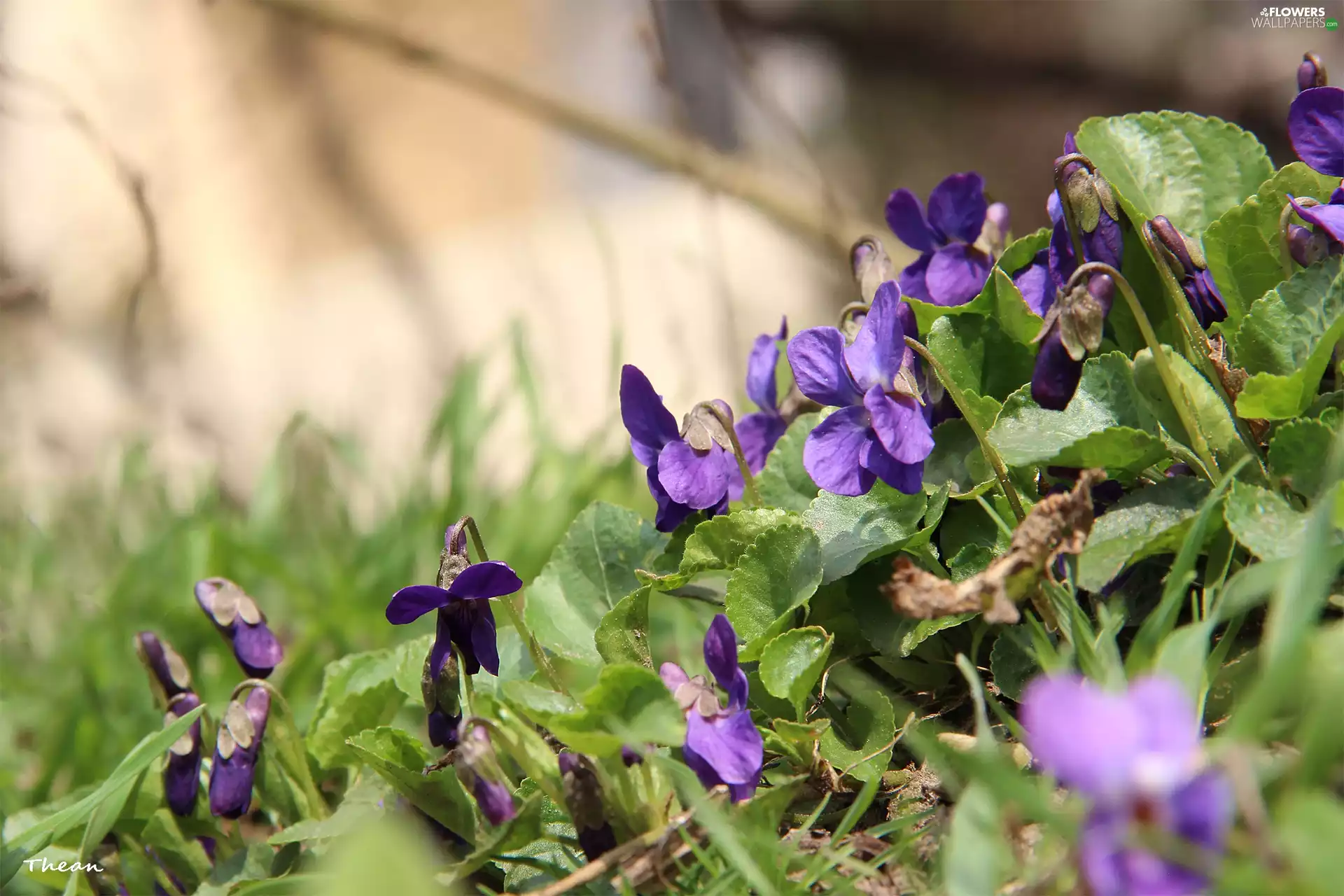 Violets, fragrant
