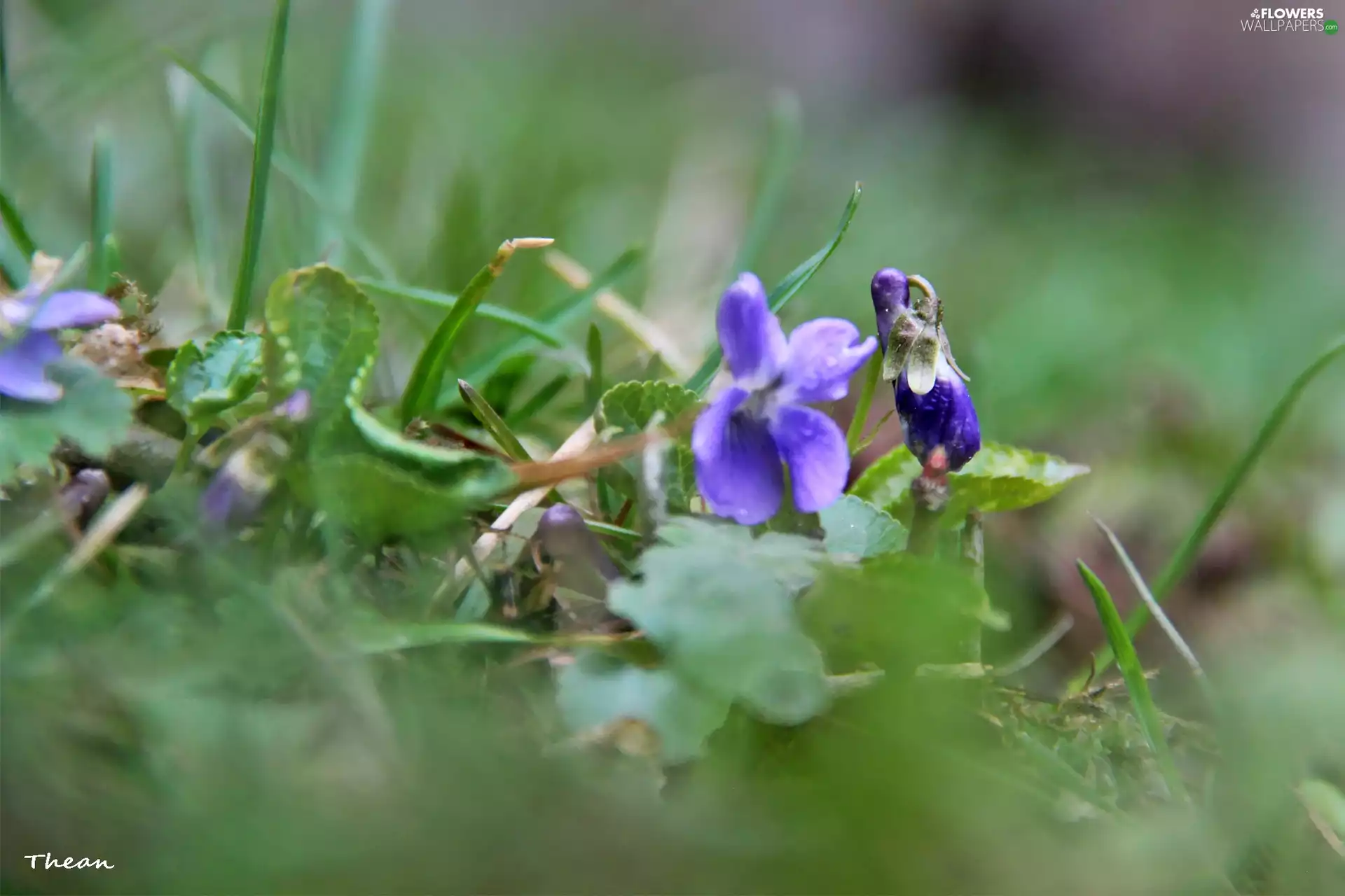Violets, grass