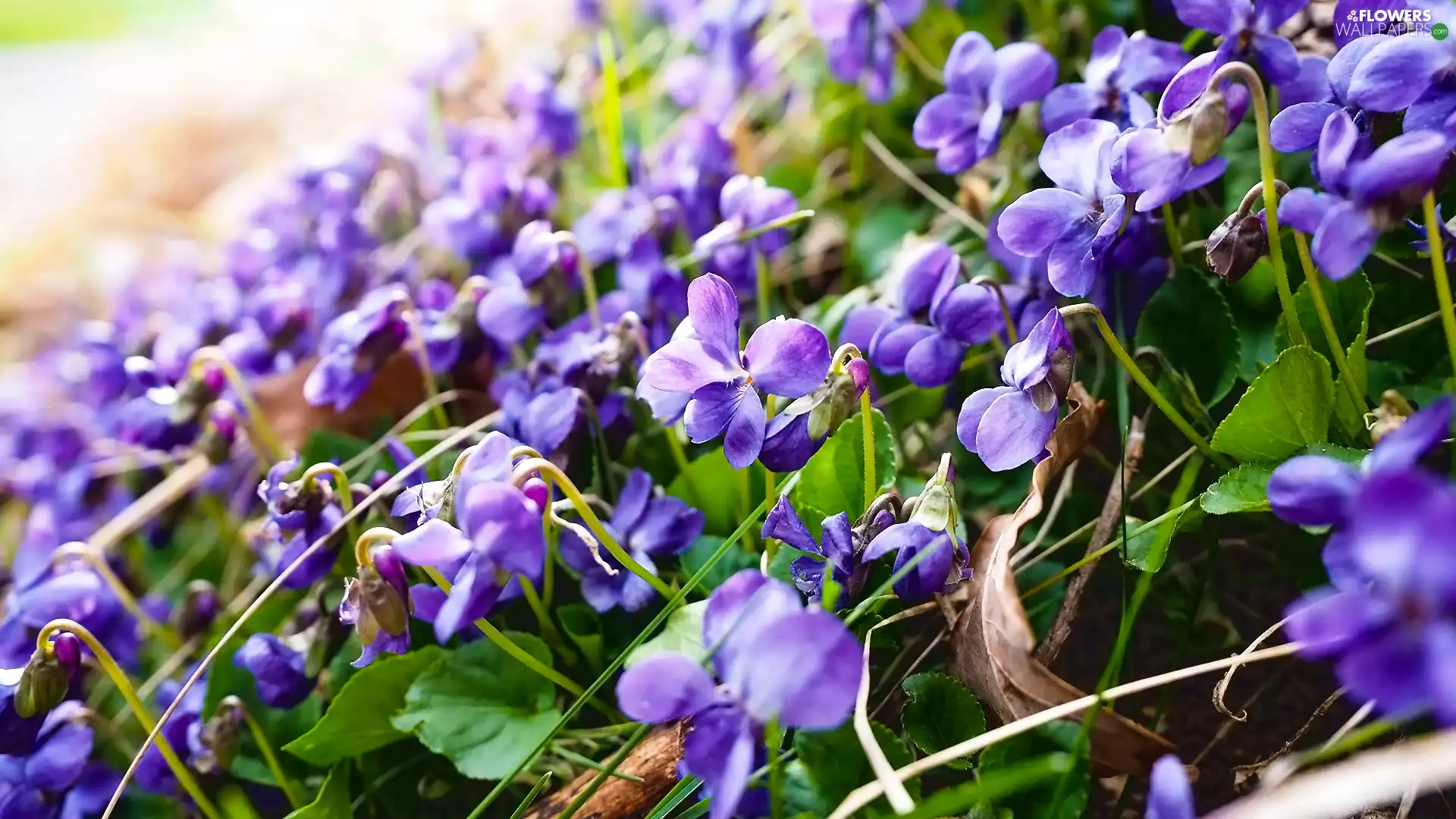 Leaf, Flowers, fragrant violets