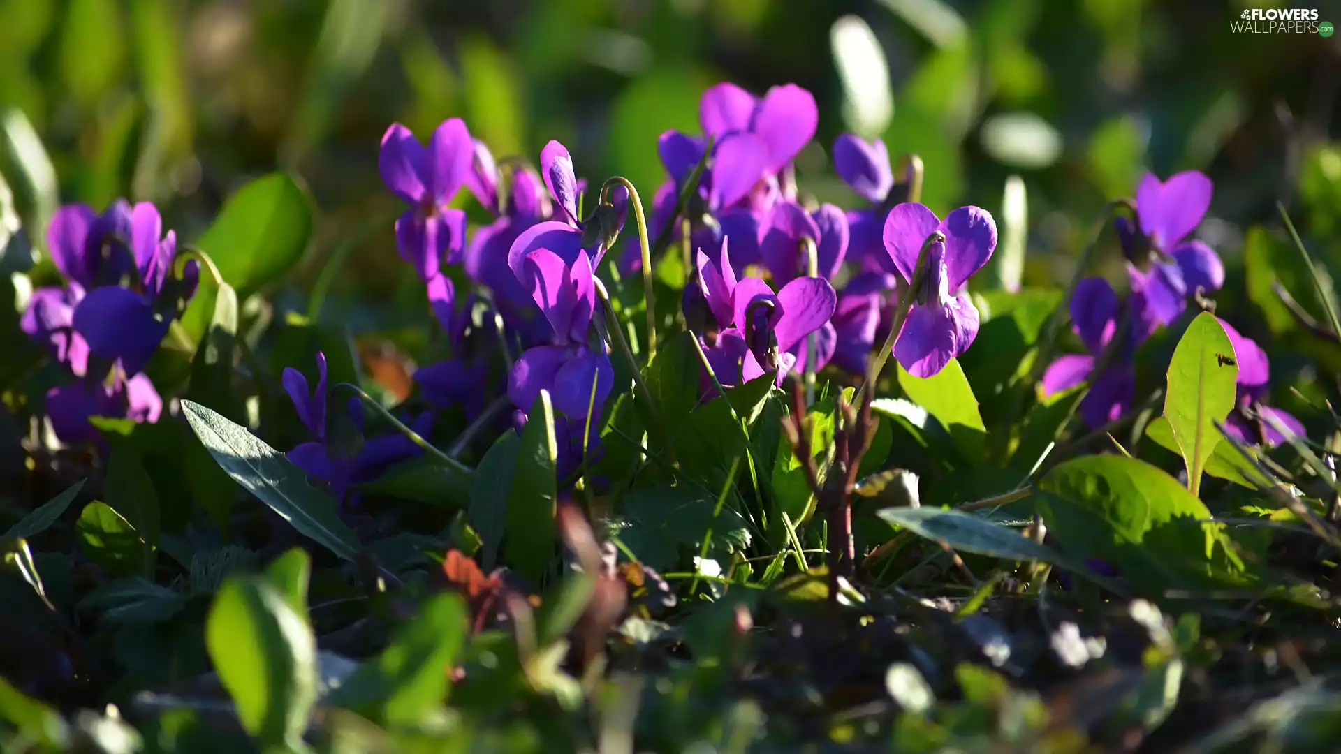 leaves, Flowers, fragrant violets
