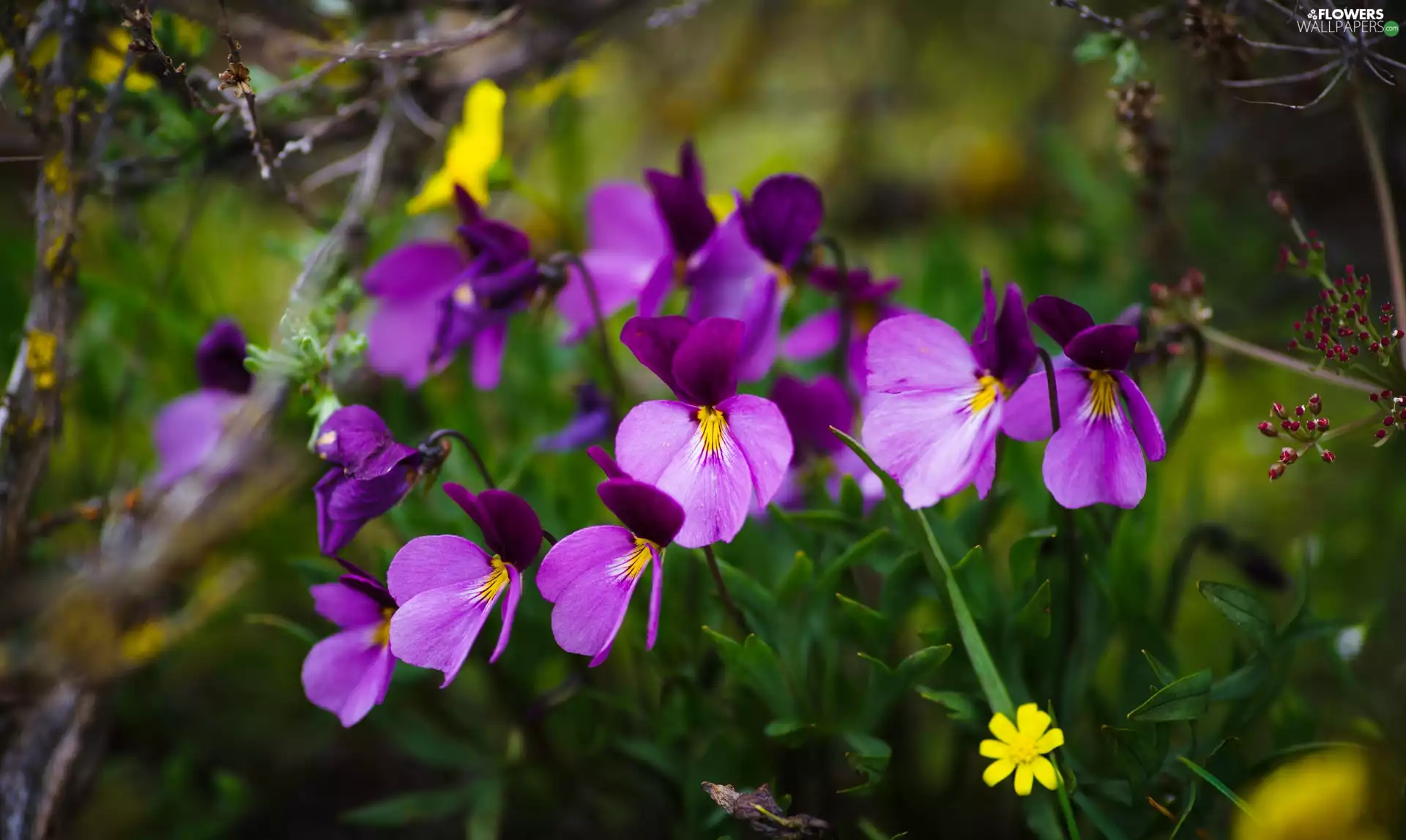 Violets, Flowers, purple