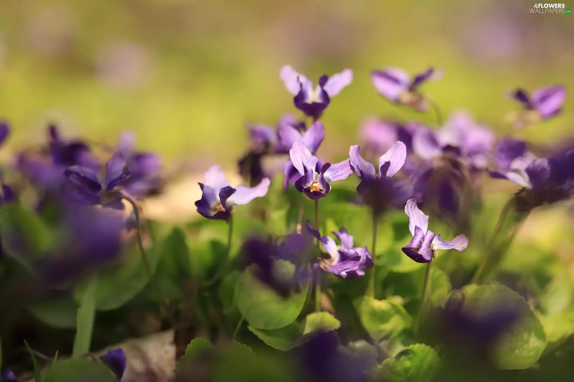 fragrant violets, purple, Flowers, illuminated