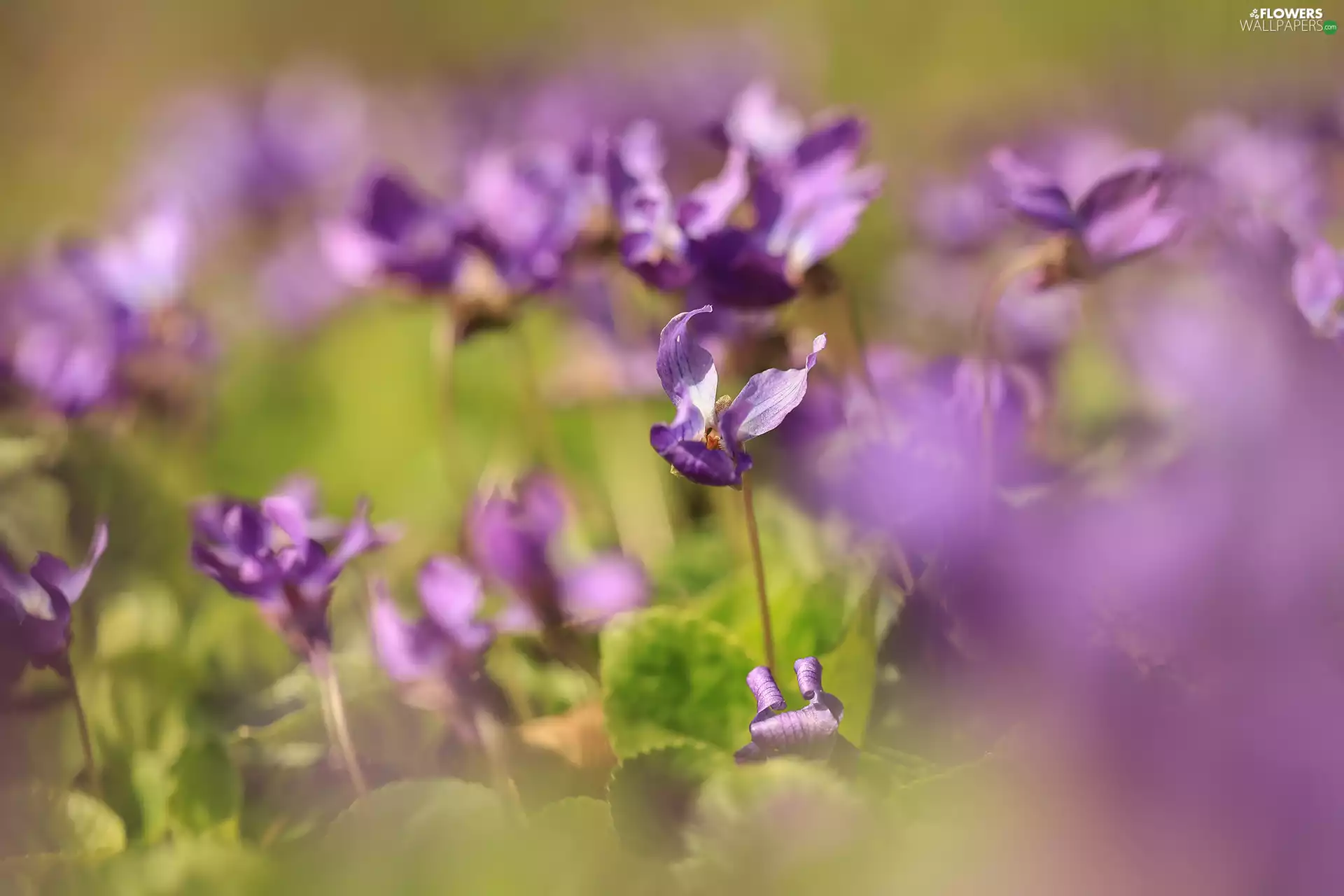 fragrant violets, purple, Flowers, rapprochement