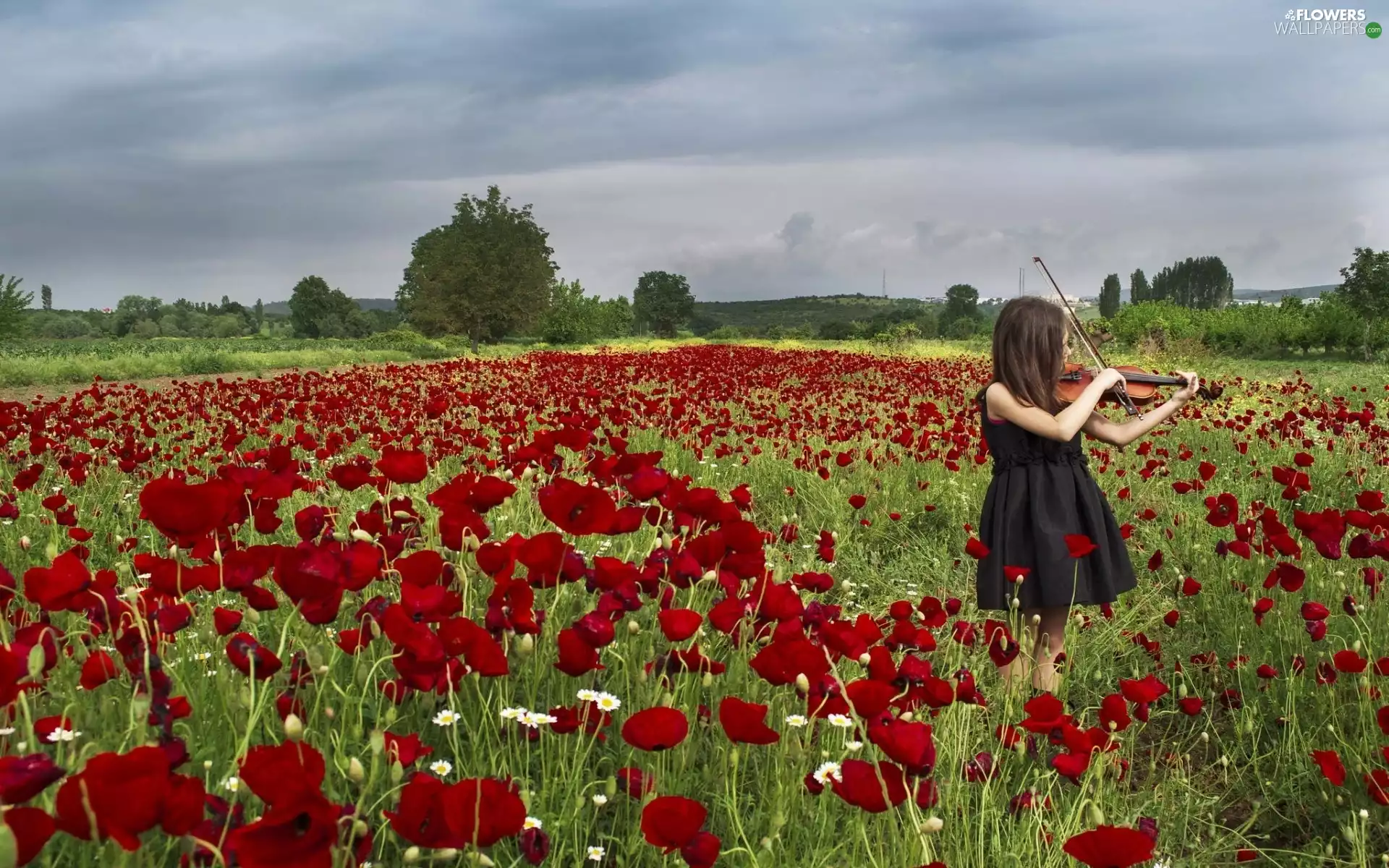 girl, Meadow, papavers, violin