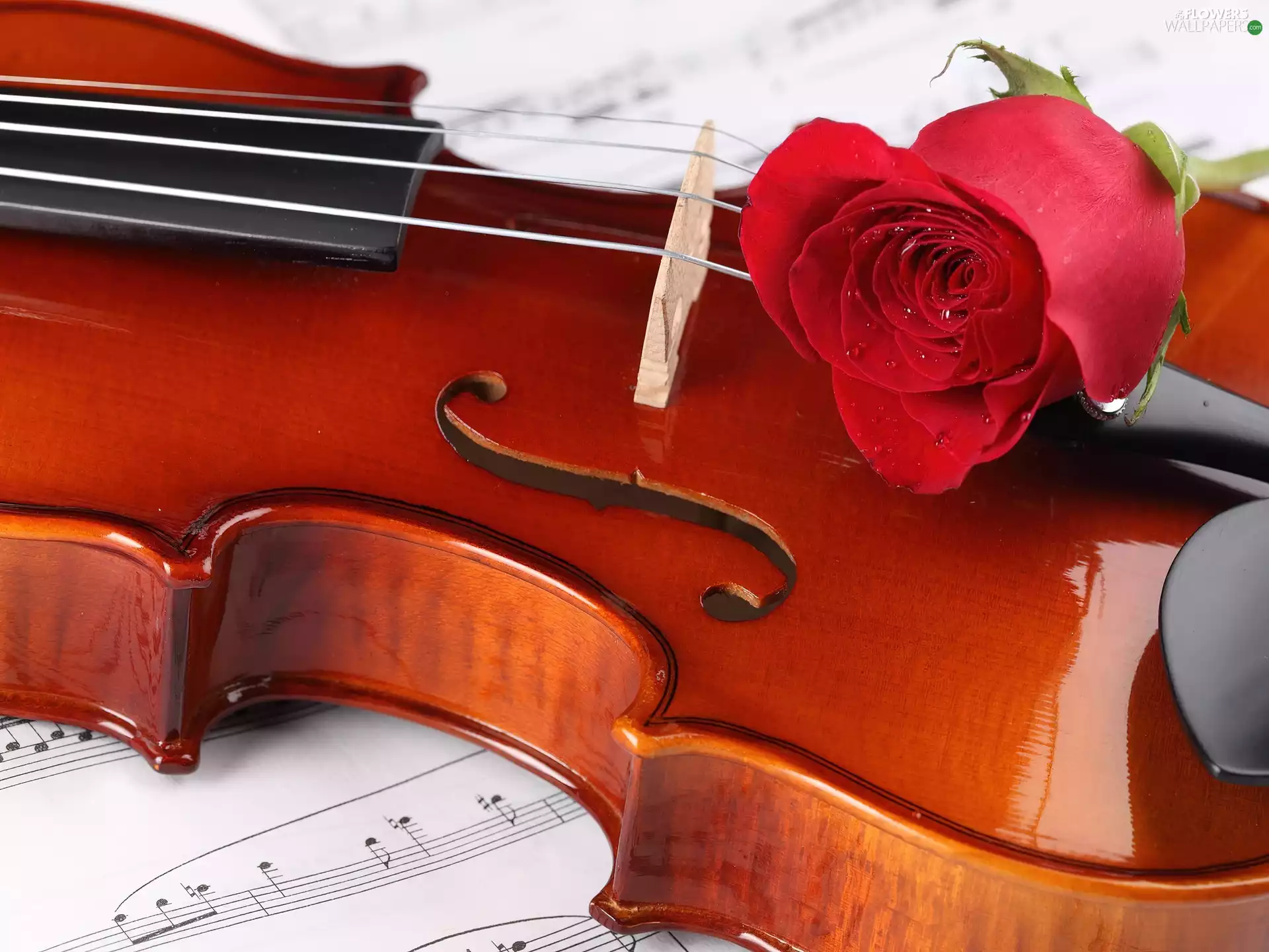 red hot, Tunes, violin, rose