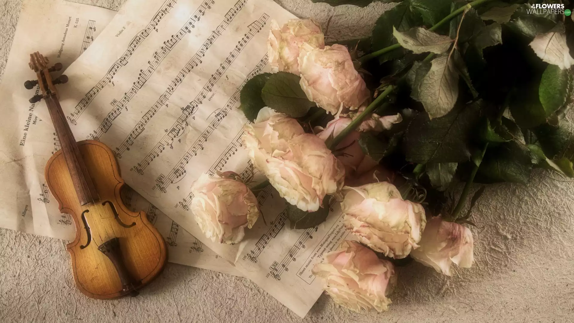 roses, Cards, Tunes, violin