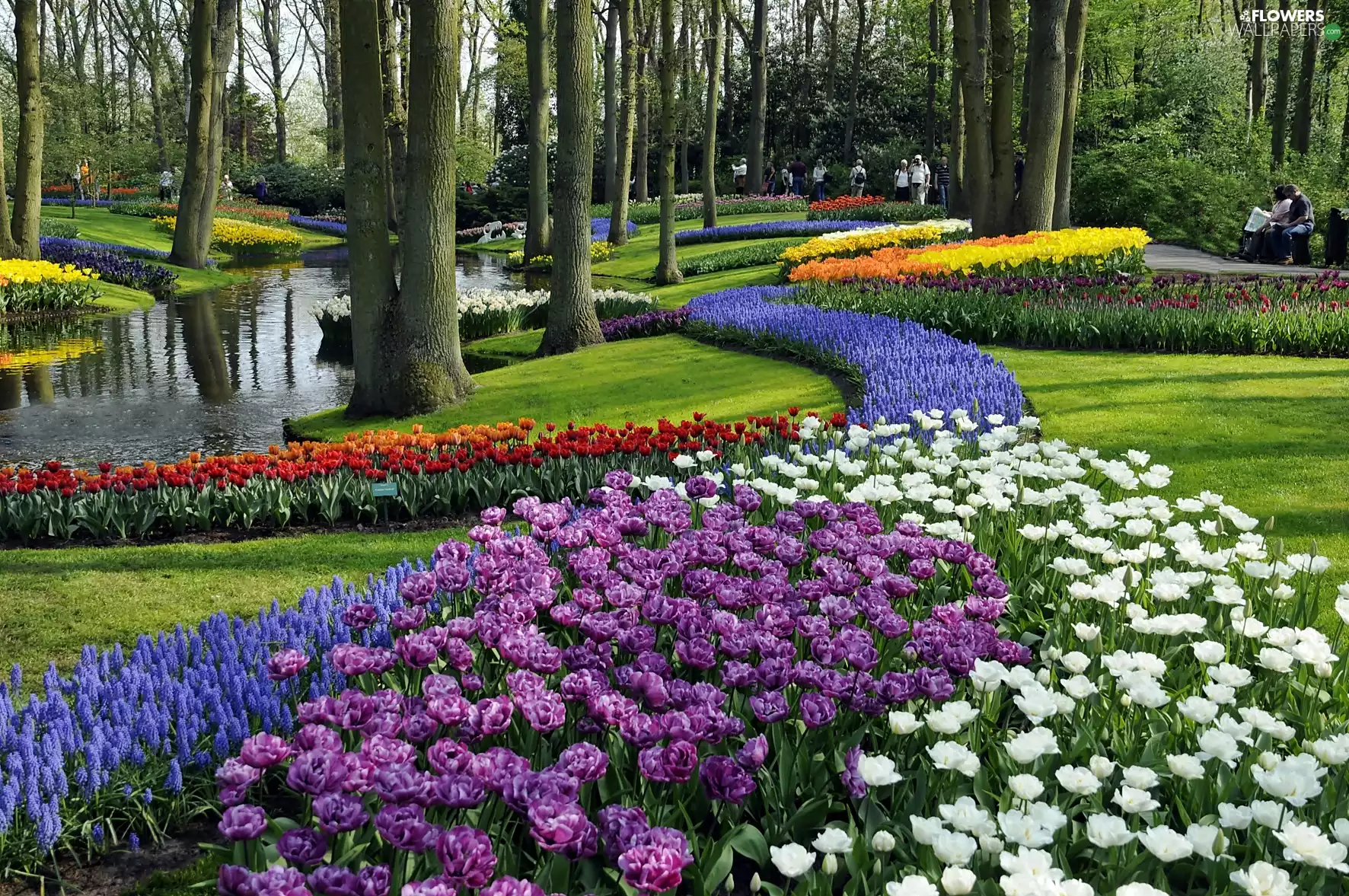 flourishing, Park, Muscari, walkers, Tulips, brook