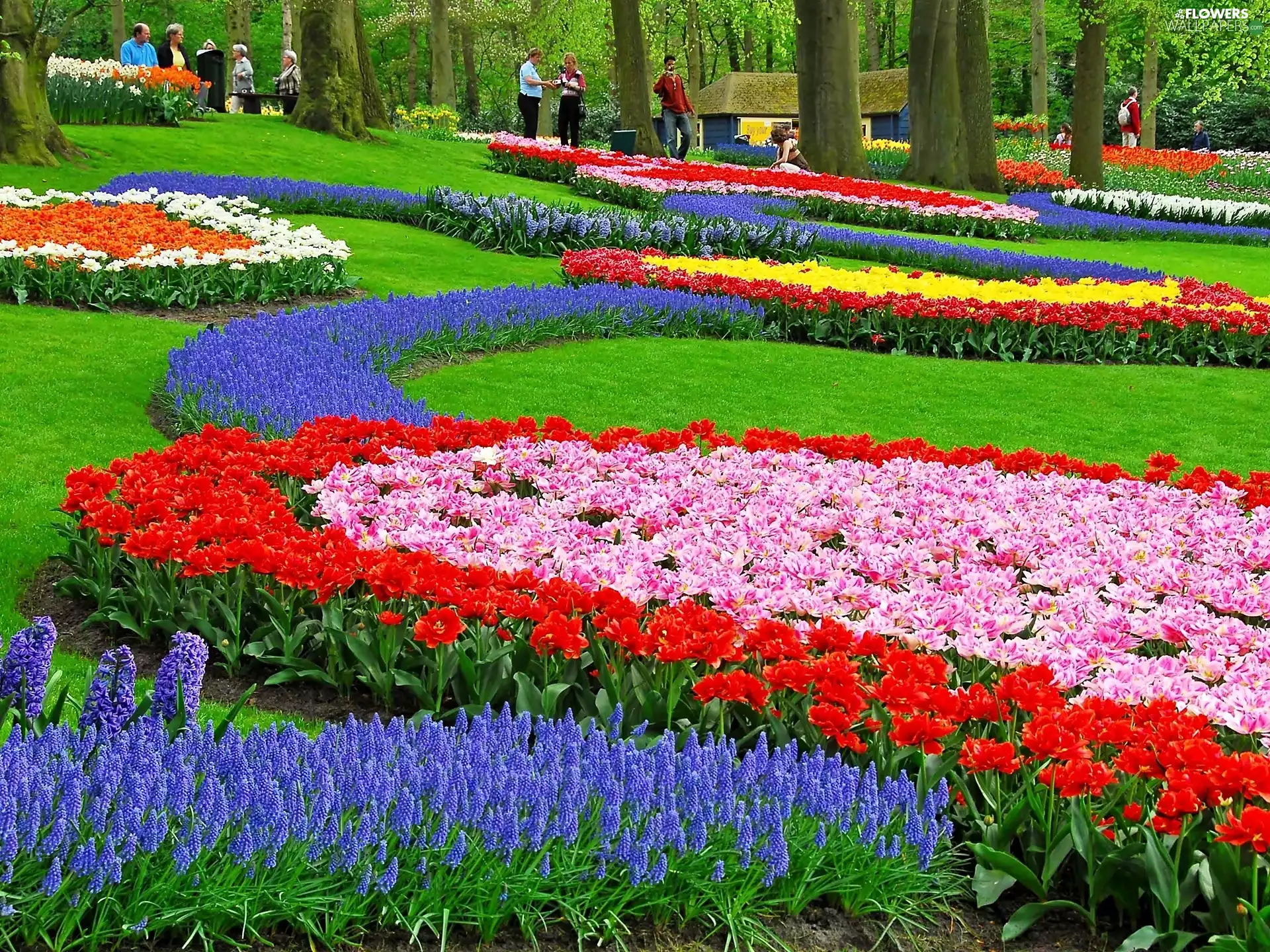 Floral, walkers, Park, carpeting, Spring