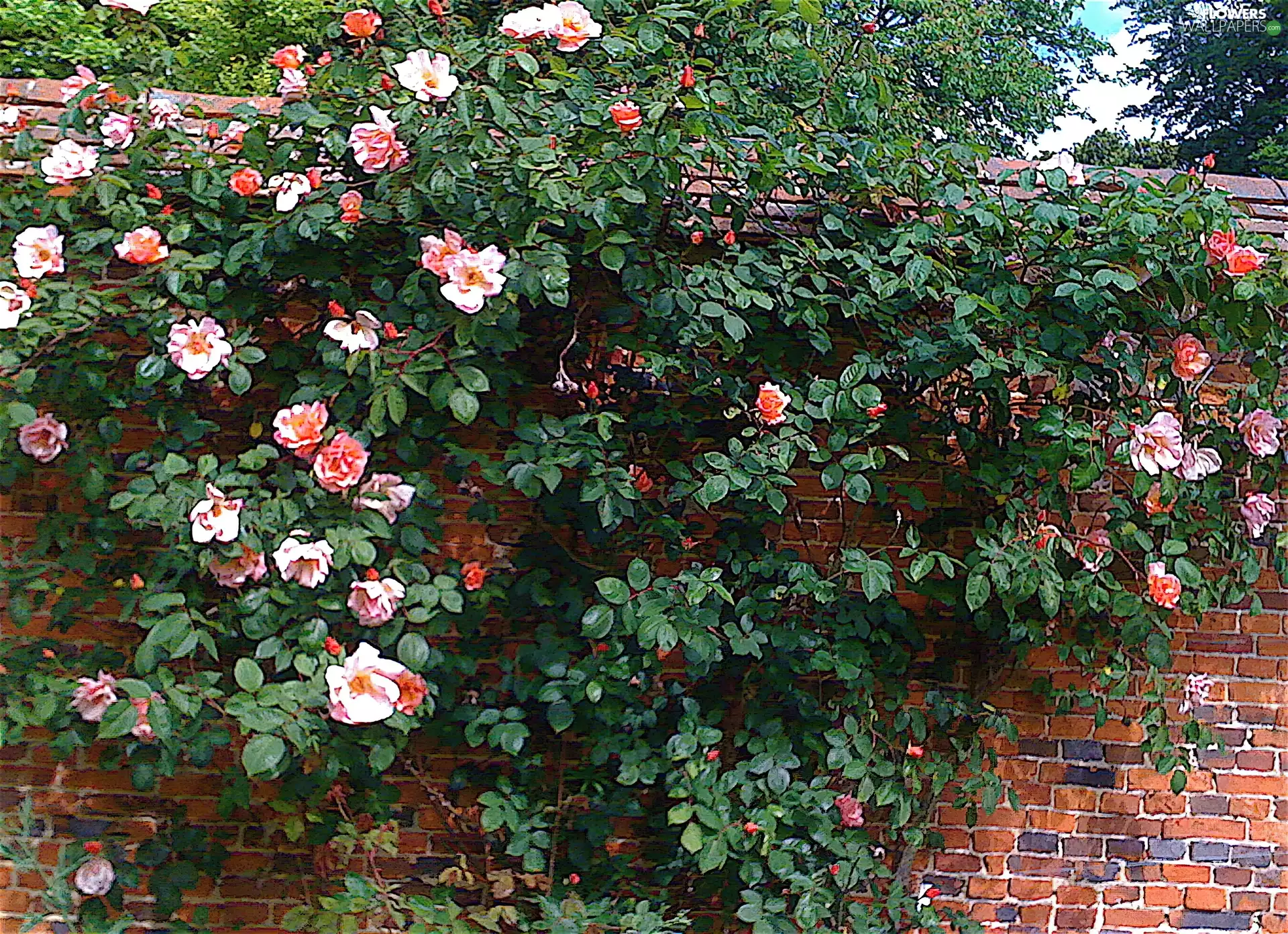 brick, Climbing, roses, wall