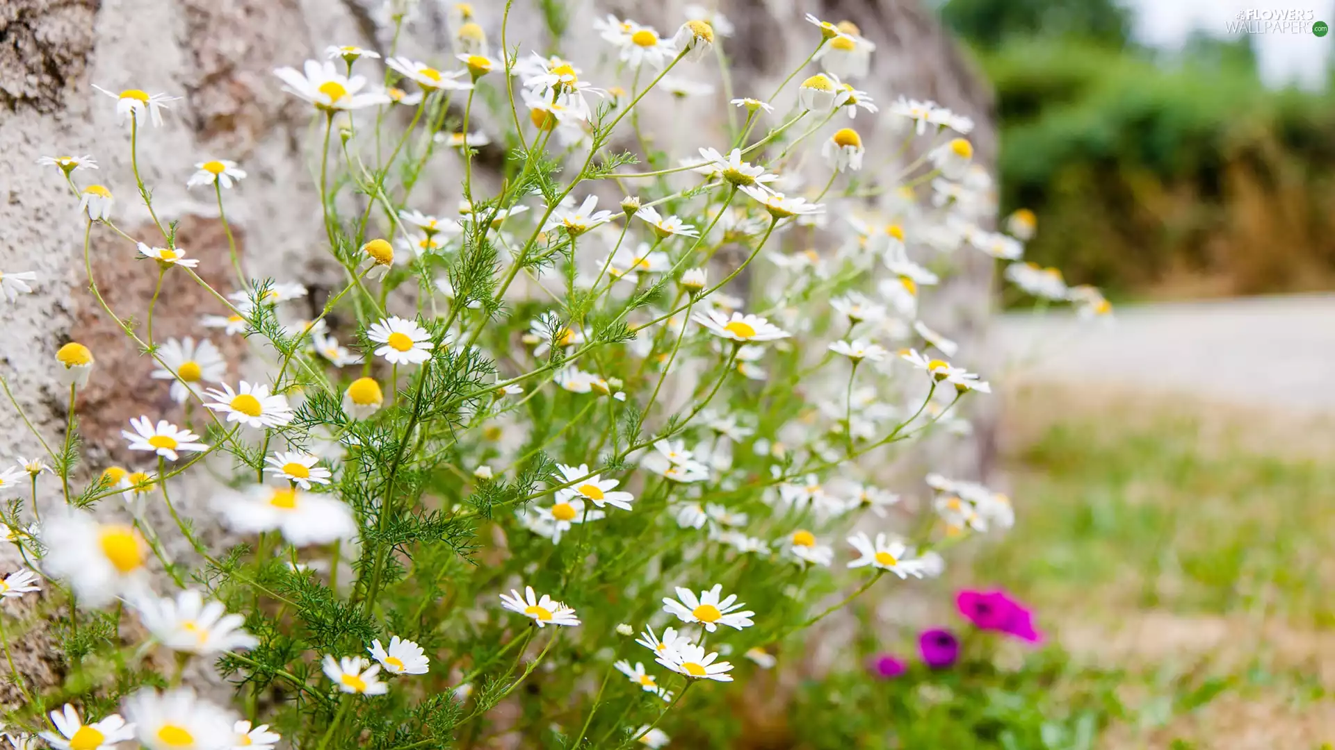 wall, Flowers, camomiles