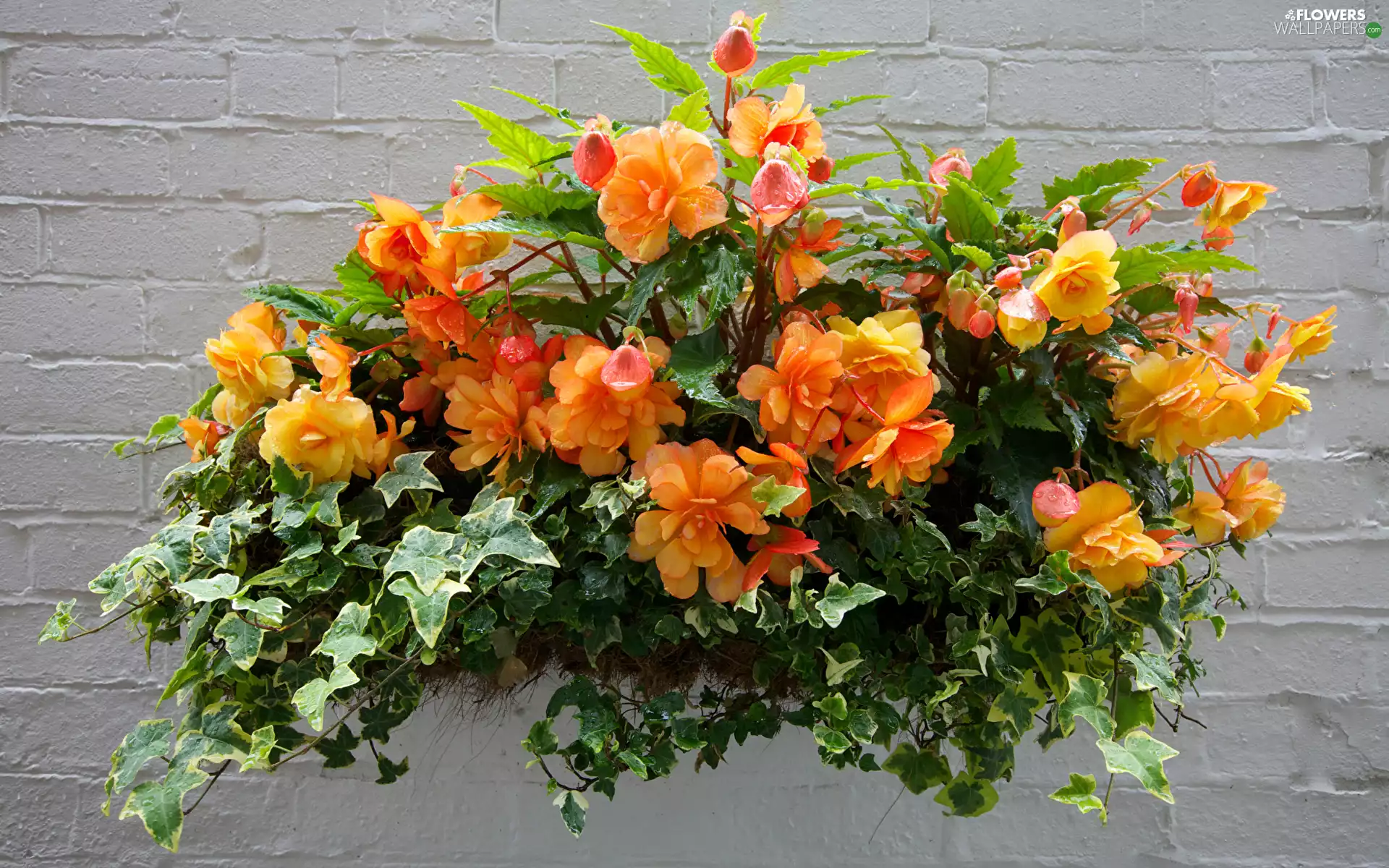 ivy, wall, Orange, Begonias, Flowers