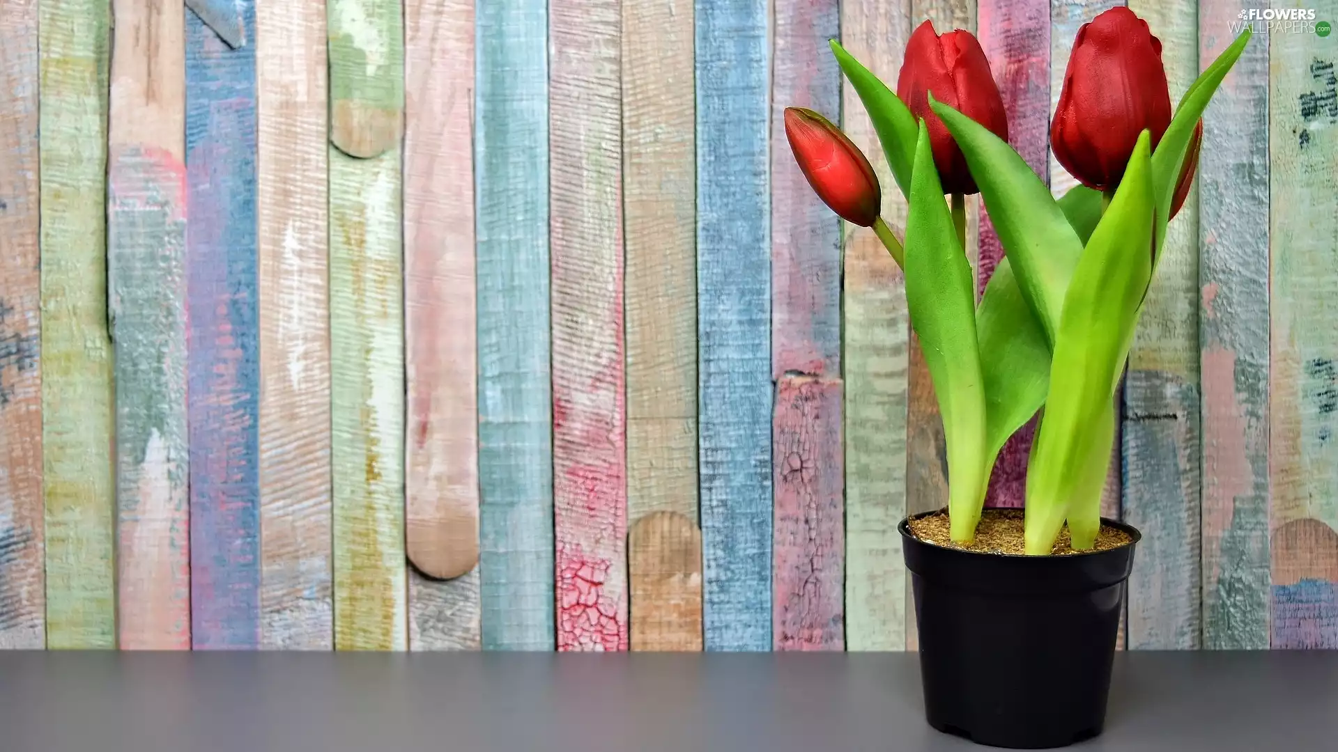 wall, Tulips, pot