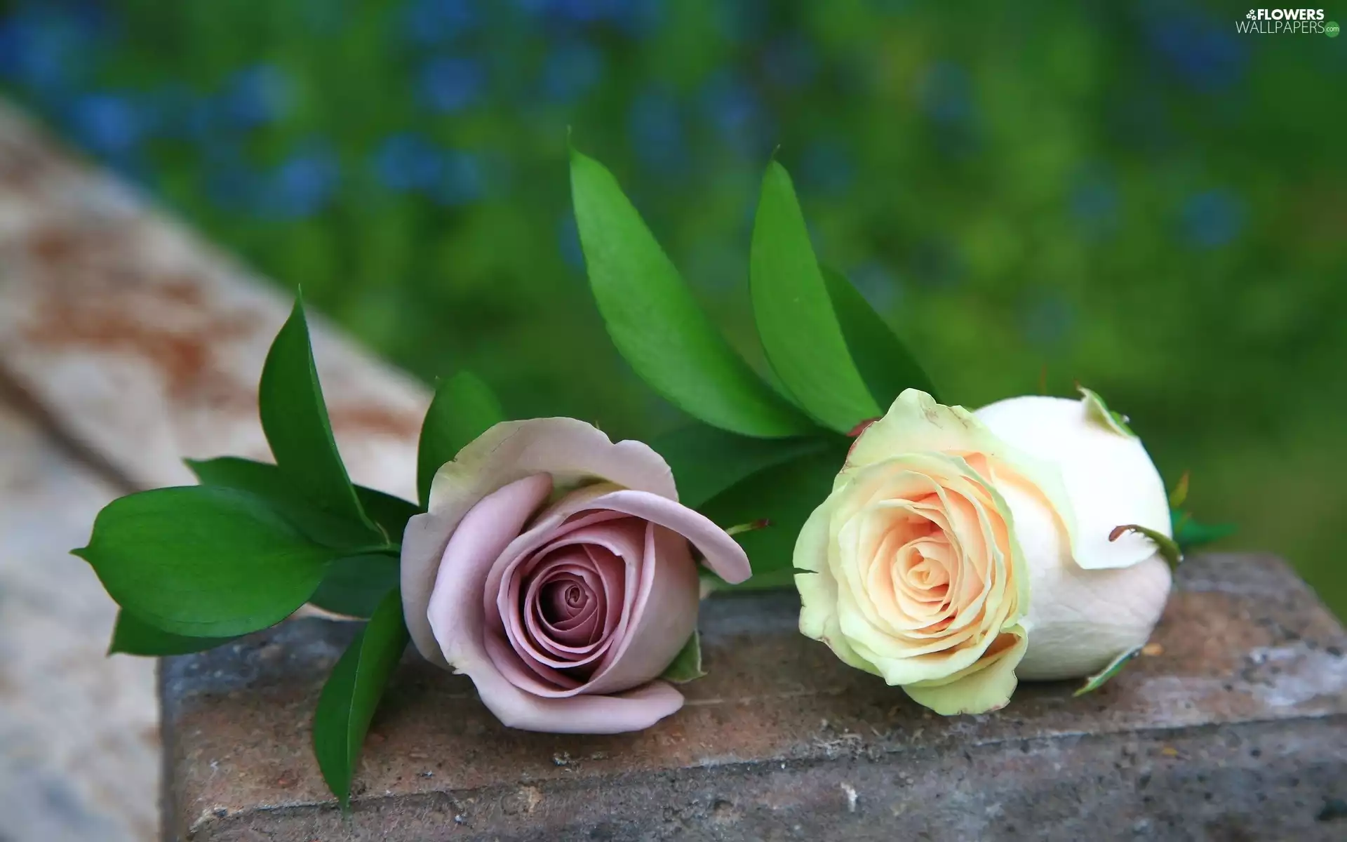 Violet, wall, roses, tea, Two