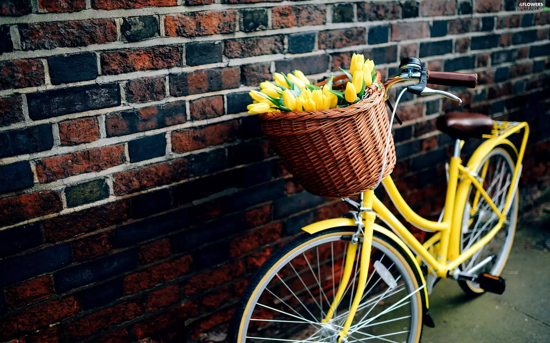 Bike, wall, Tulips, basket, Yellow