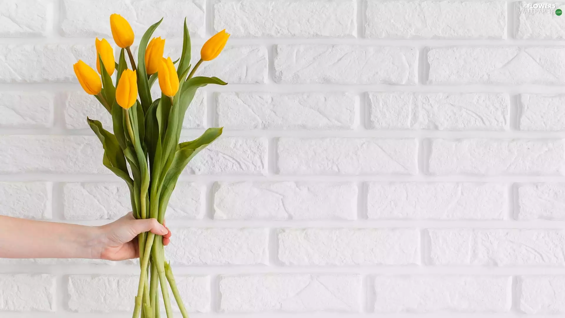 hand, wall, Tulips, bouquet, Yellow