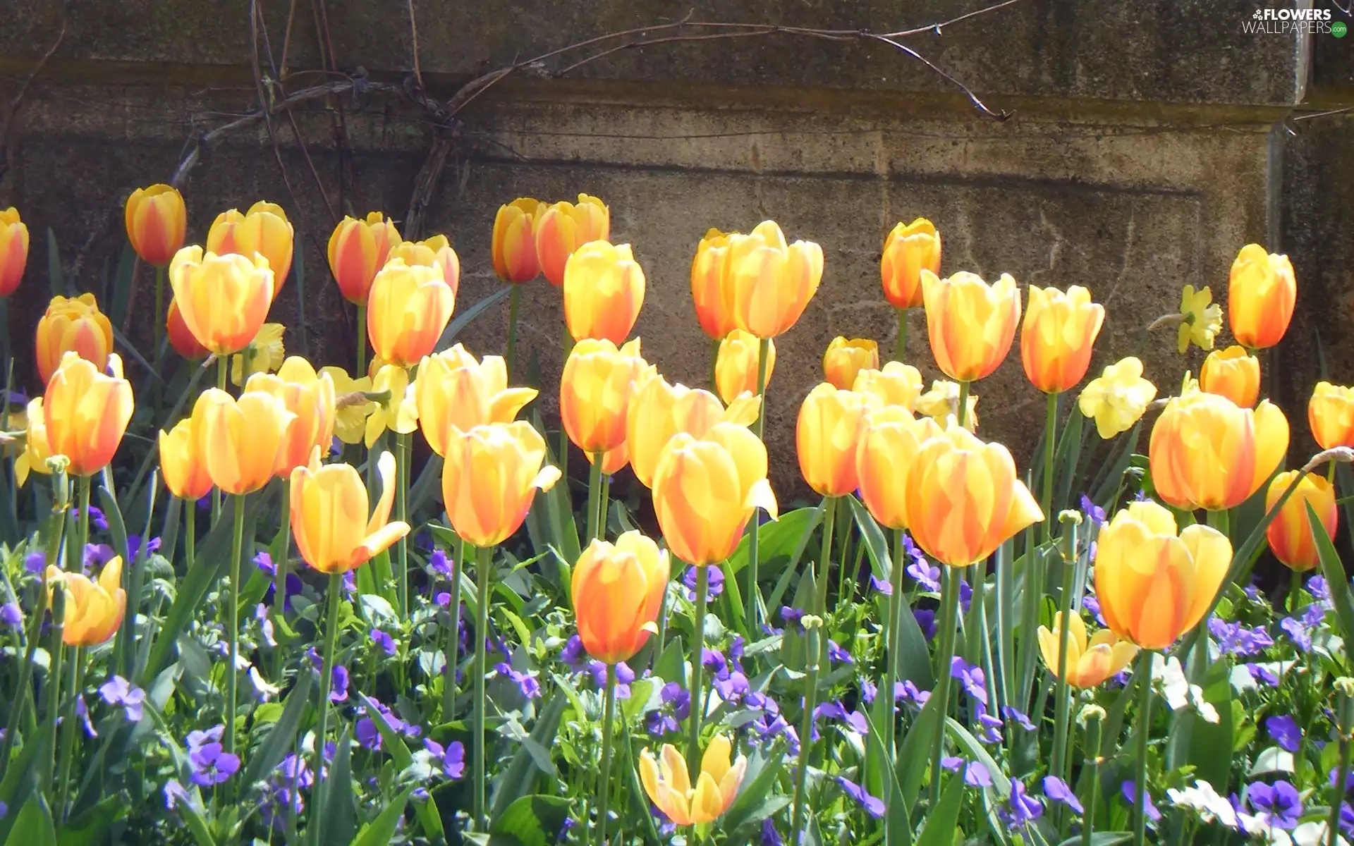 wall, Yellow, Tulips