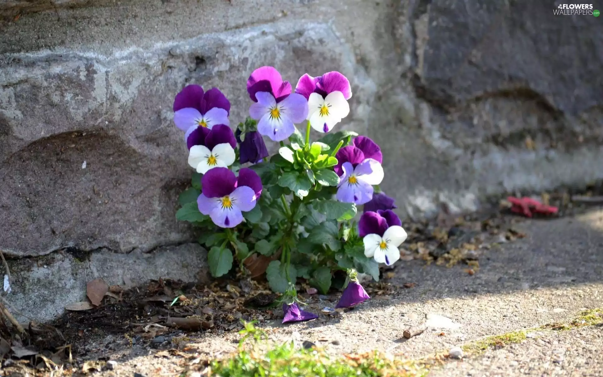 wall, pansies, wall