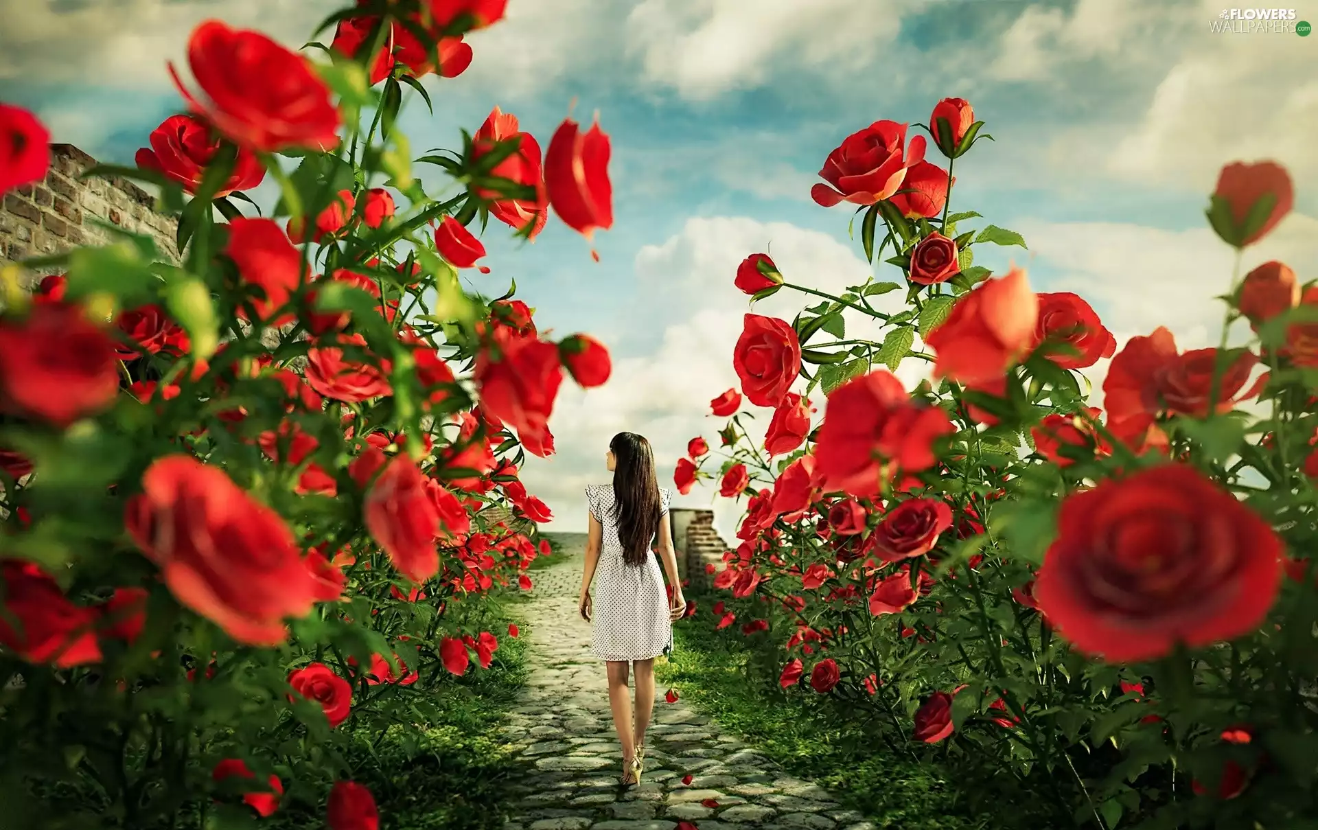 Women, wander, roses, Path, Red