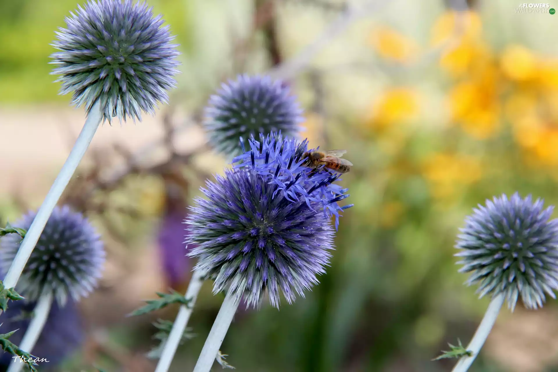purple, Flowers, Echinops, Orbs