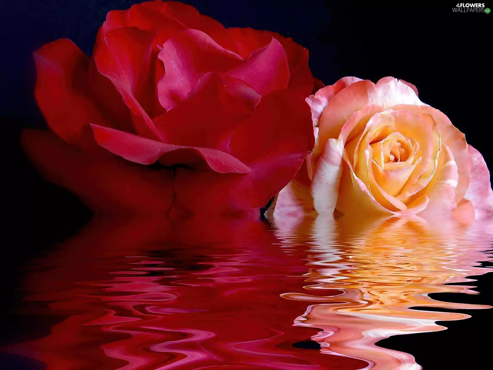 water, roses, ##