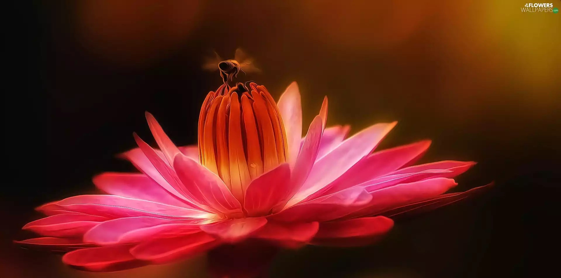 Colourfull Flowers, Close, water-lily, bee