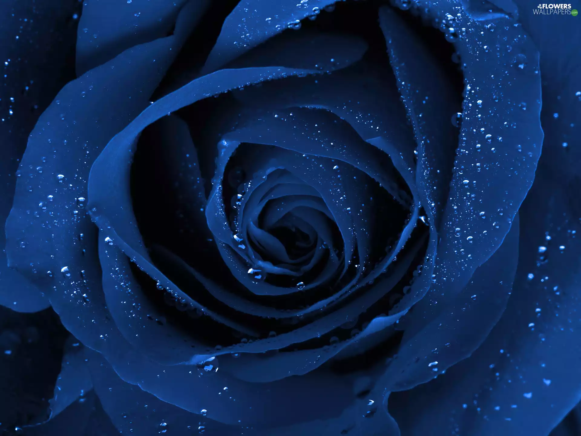 Blue, drops, water, rose