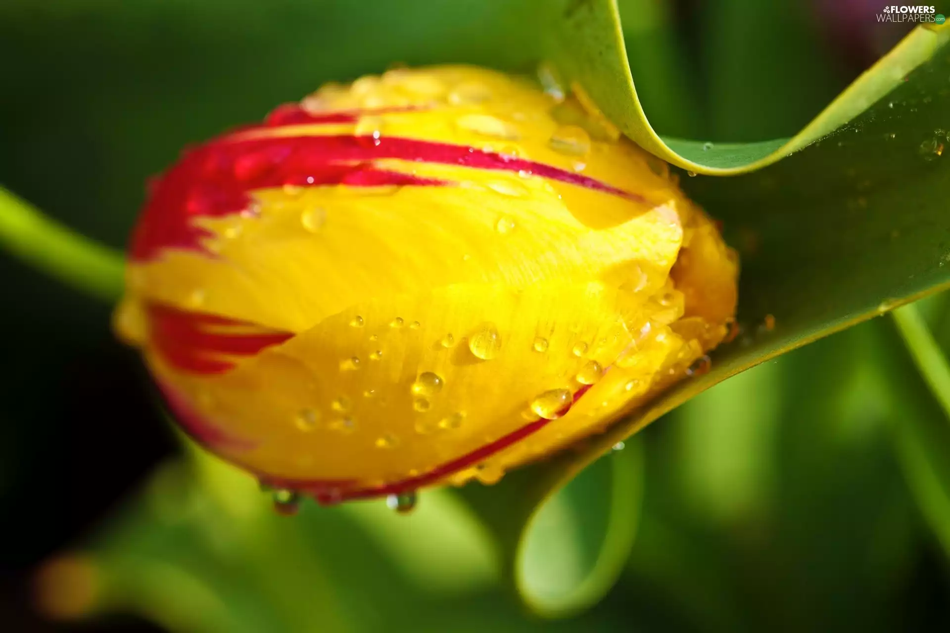 drops, water, bud, tulip, Yellow