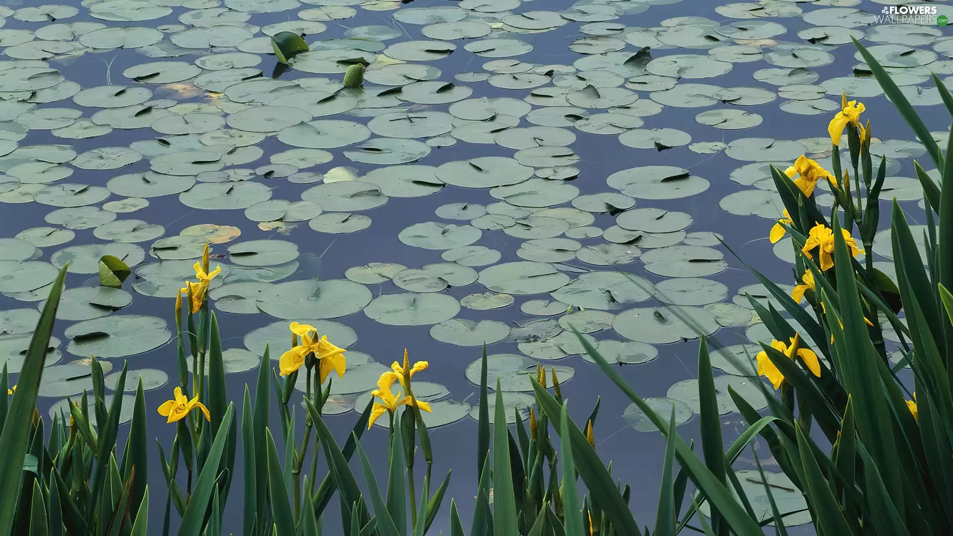 Yellow, Irises, eyelash, water, Pond - car