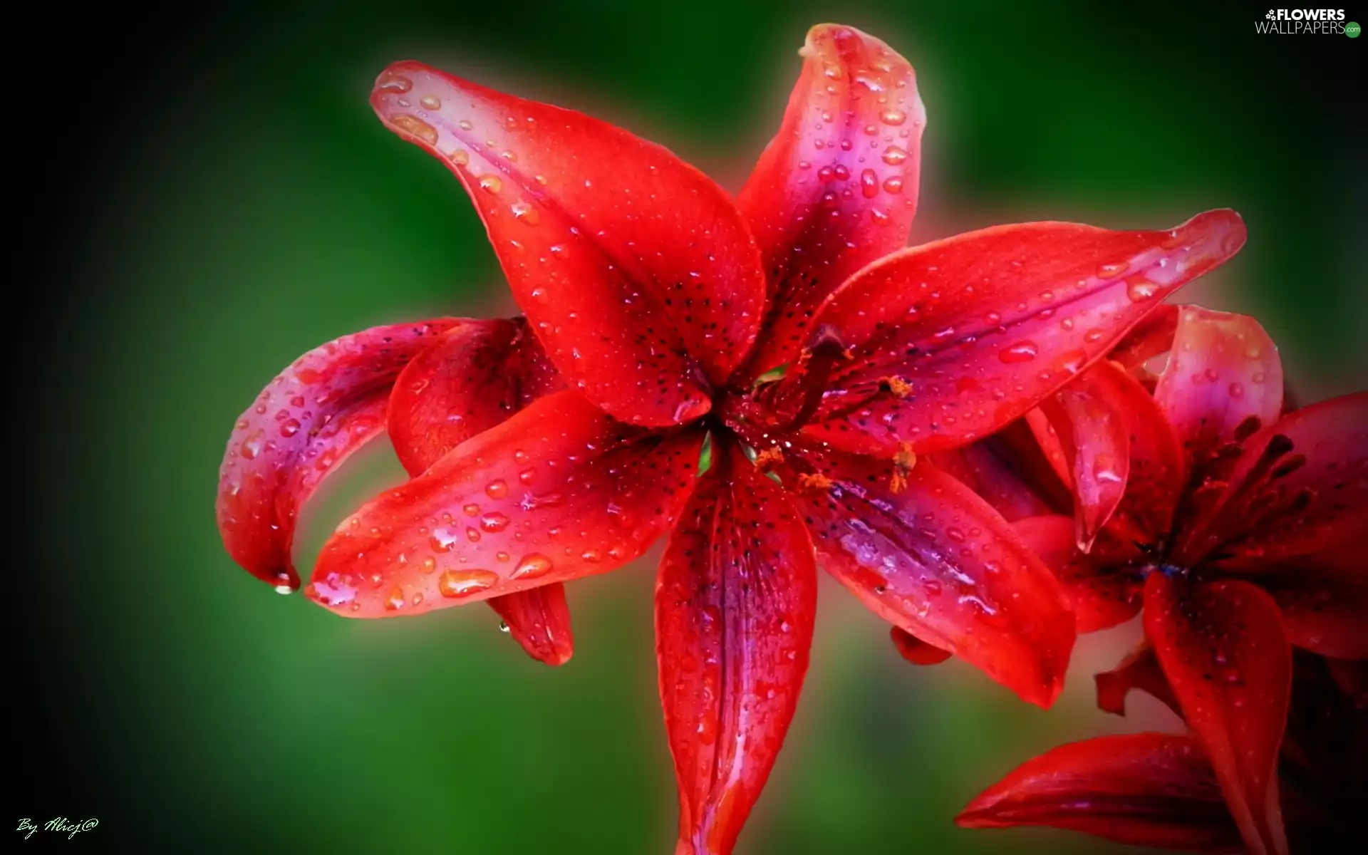 Claret, drops, water, Lily