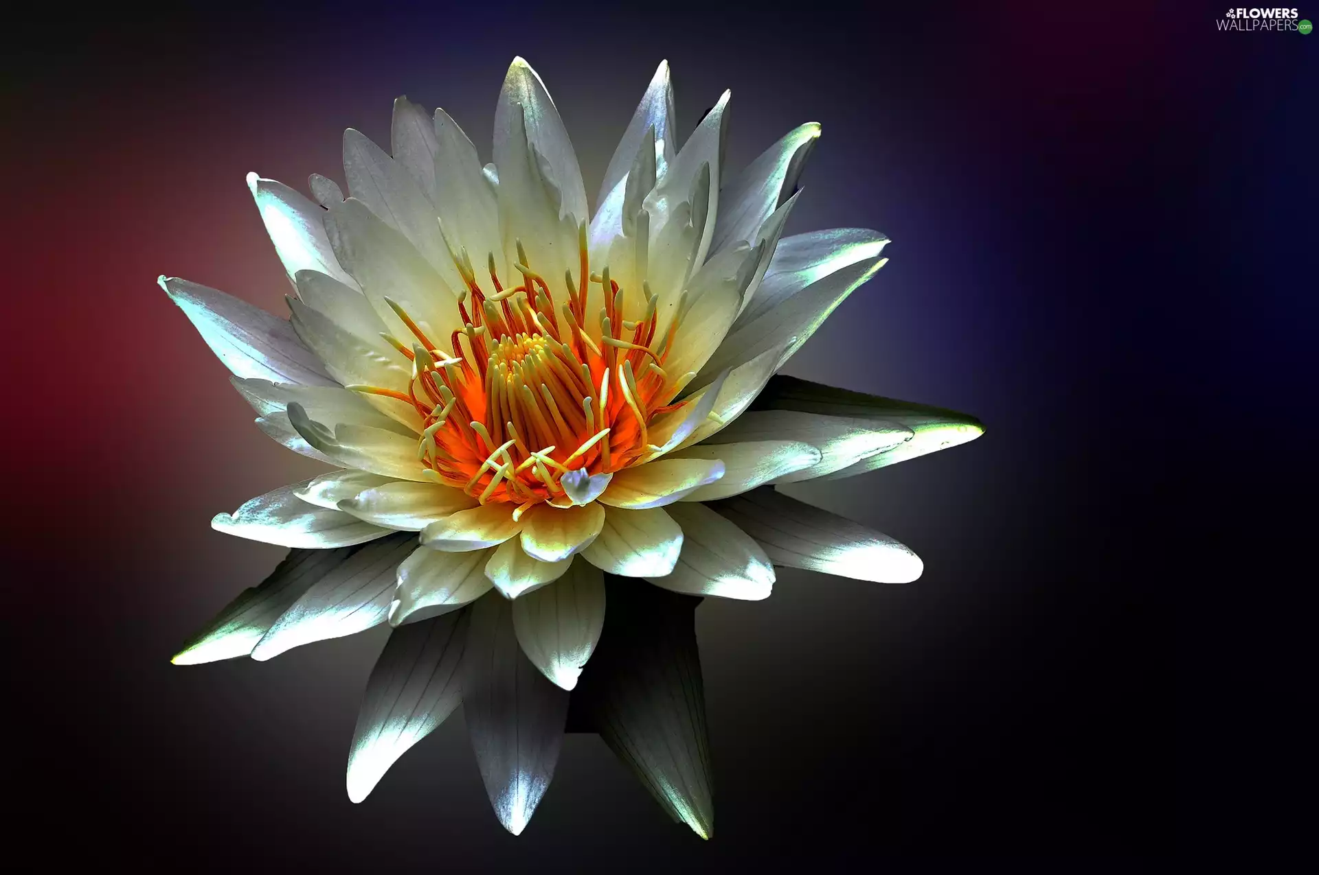 water-lily, Close