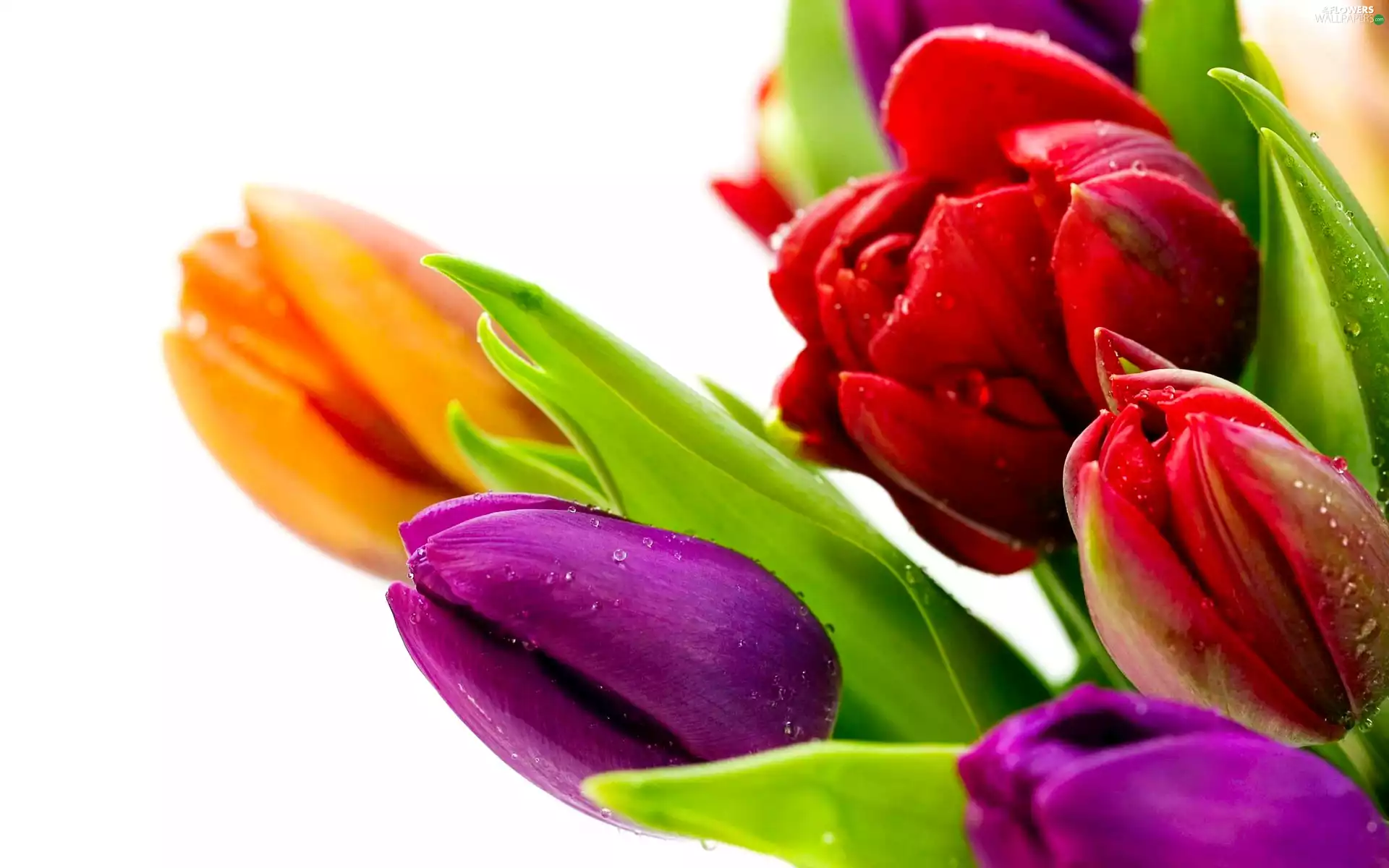color, drops, water, Tulips