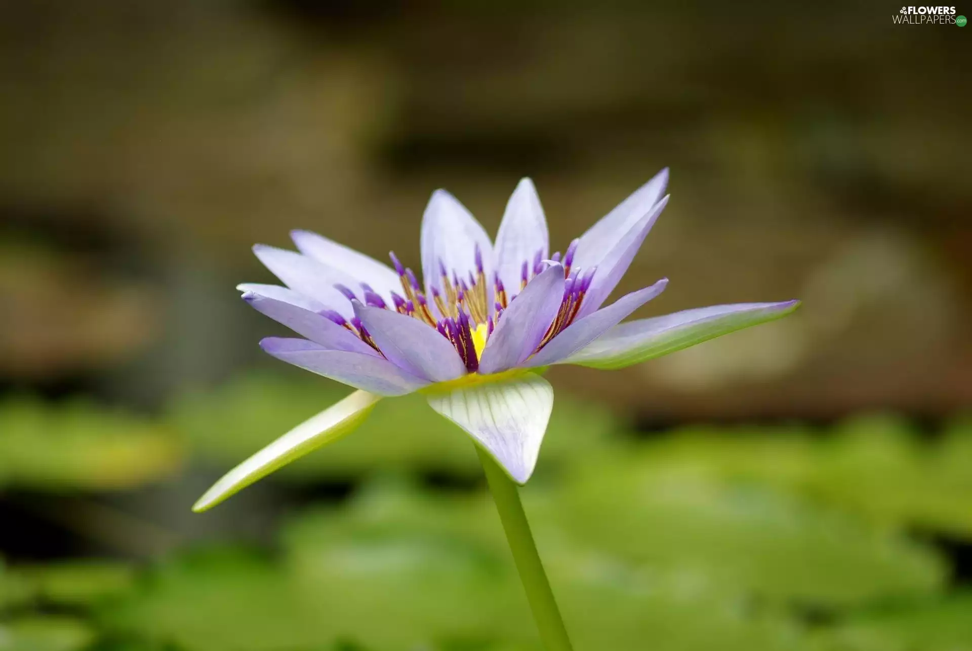 blue, flakes, water-lily, Colourfull Flowers