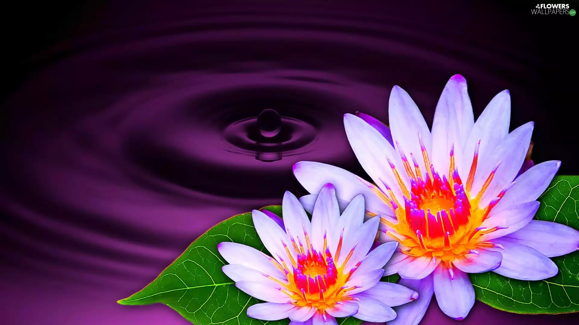 Water lilies, drop