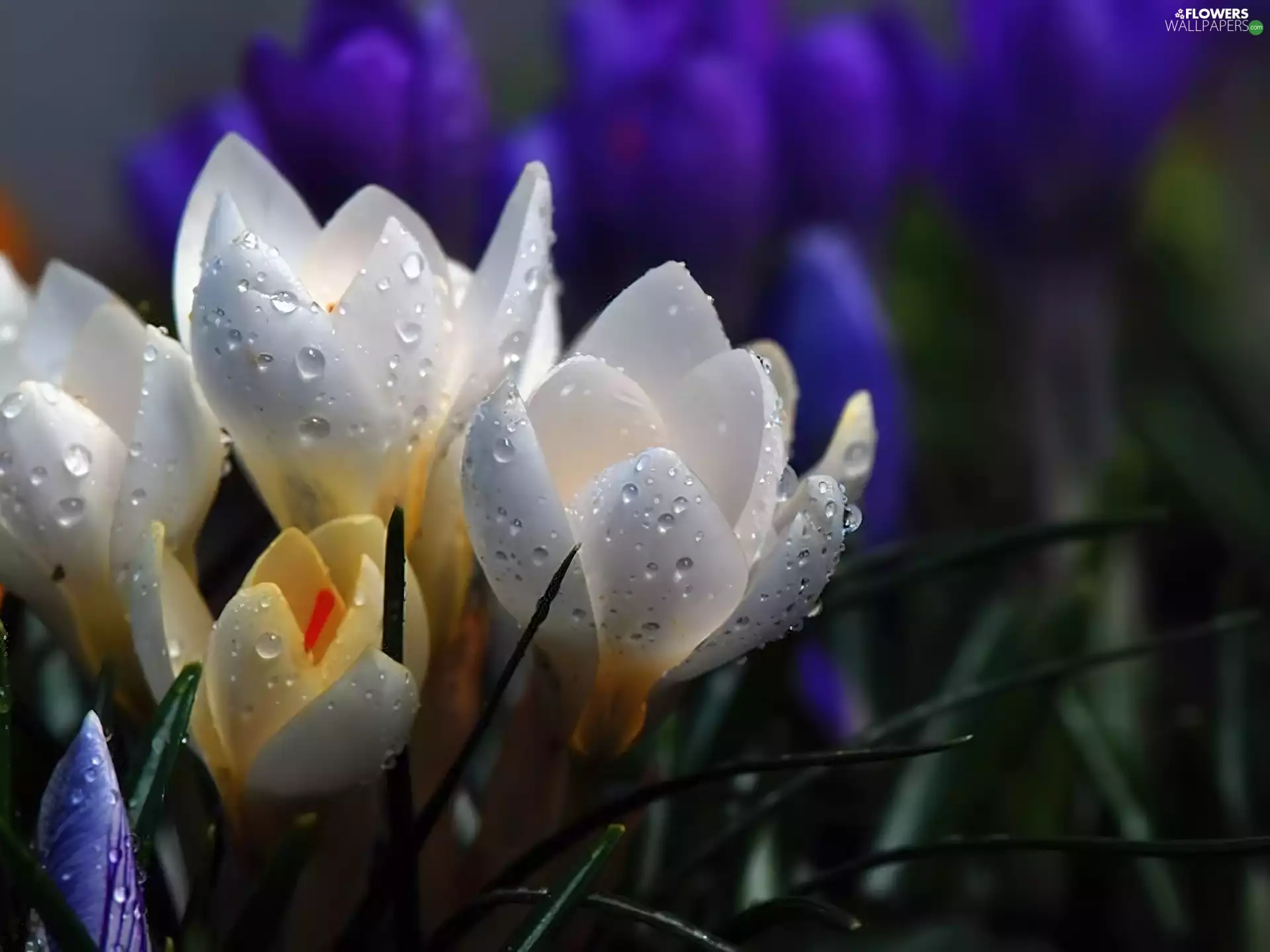 water, crocuses, drops