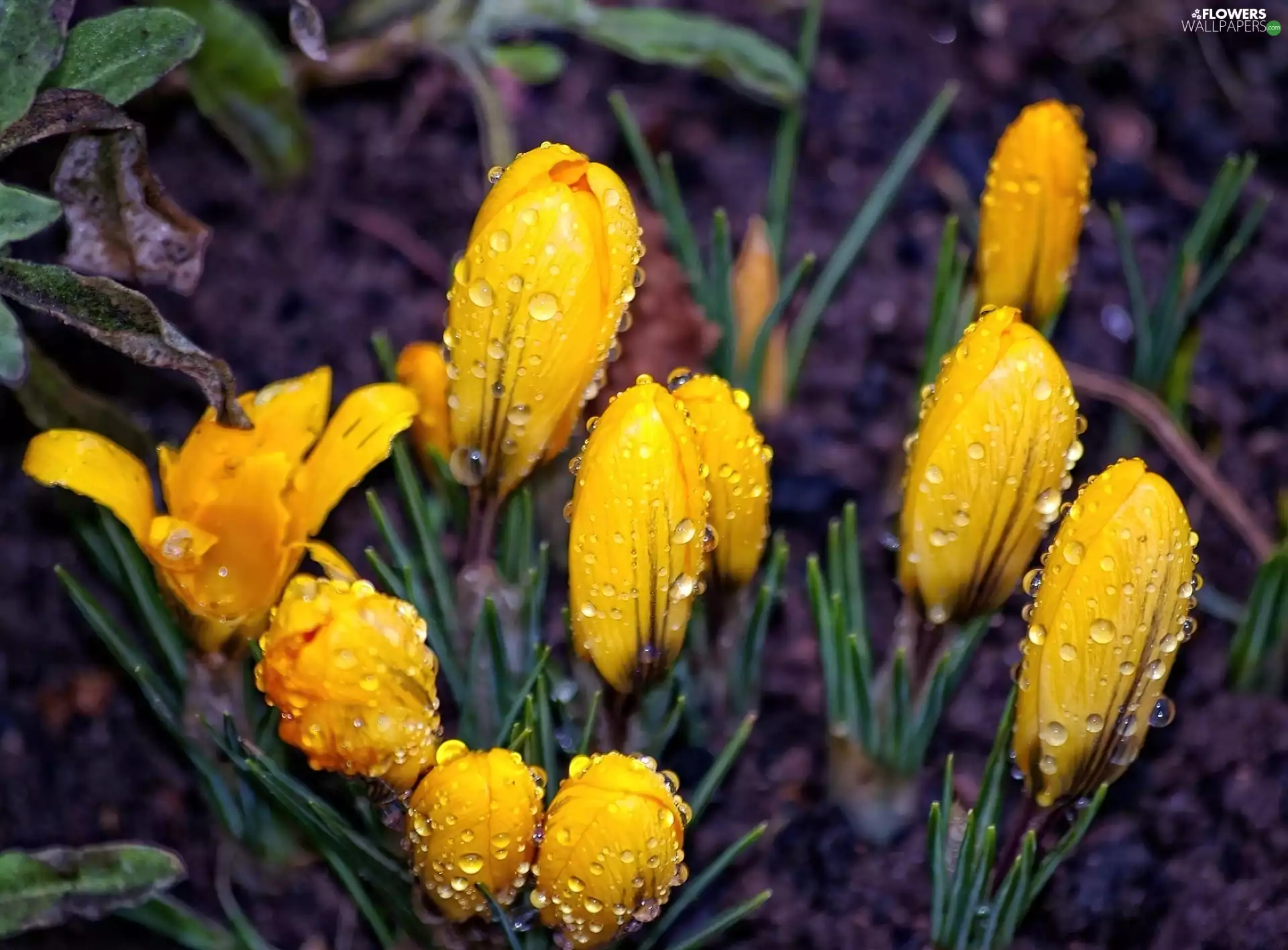 water, crocuses, drops