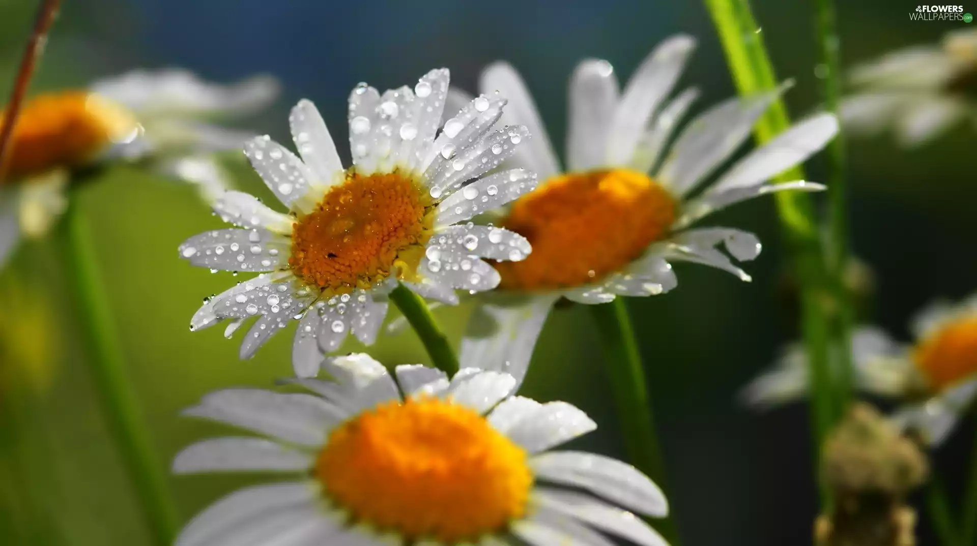 water, daisy, drops