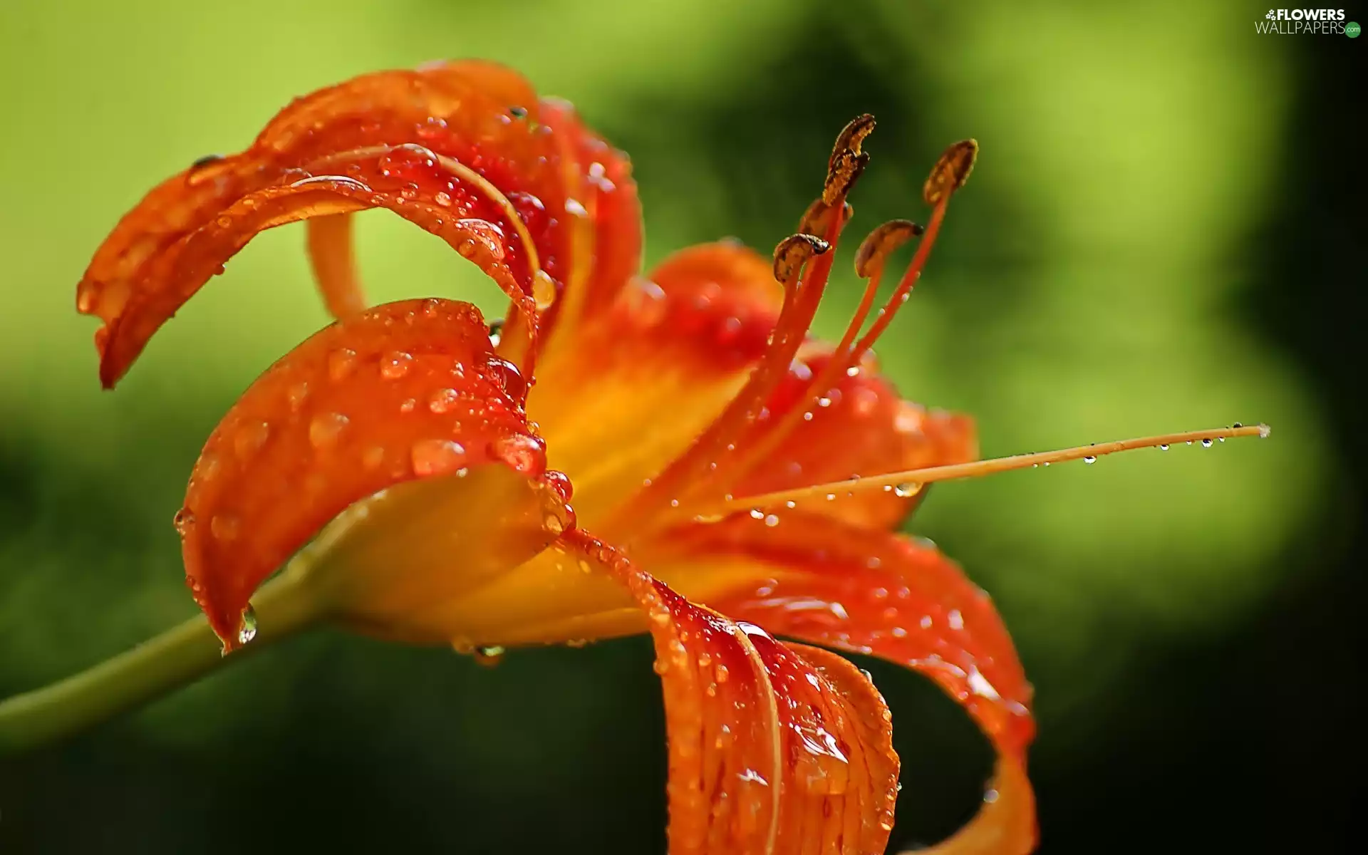 water, lily, drops