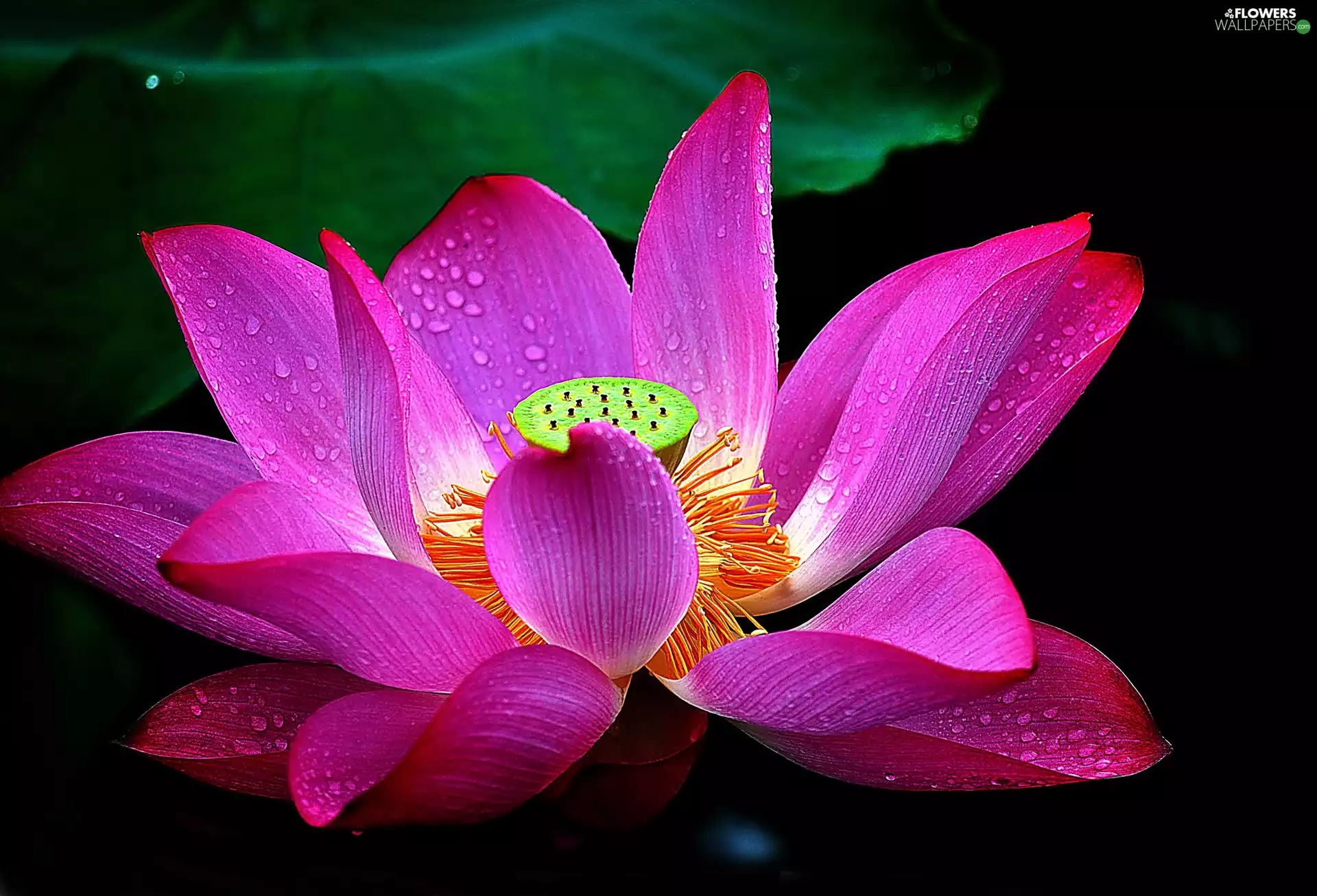 water, lotus, drops