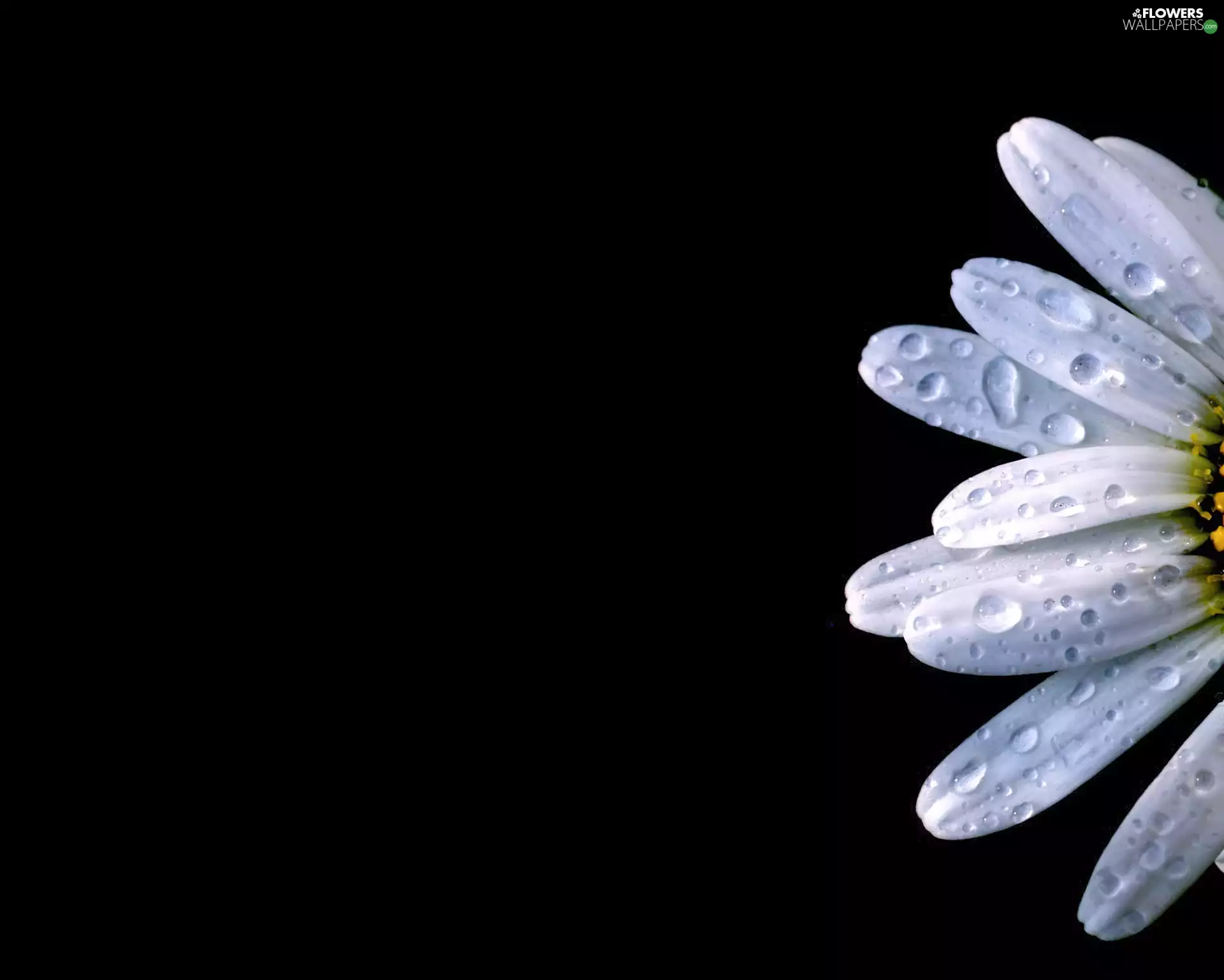 water, Margaretka, drops