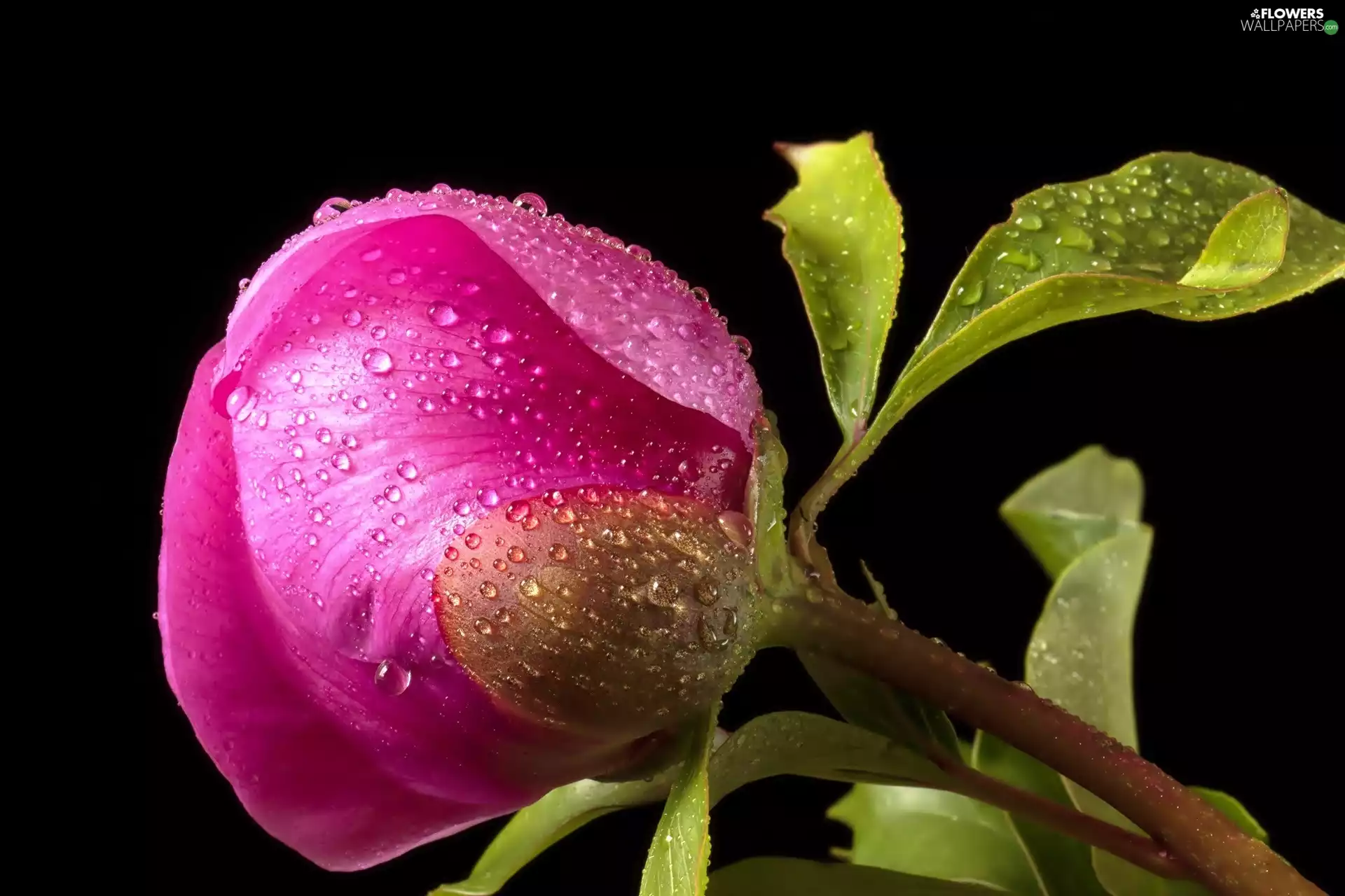 water, peony, drops