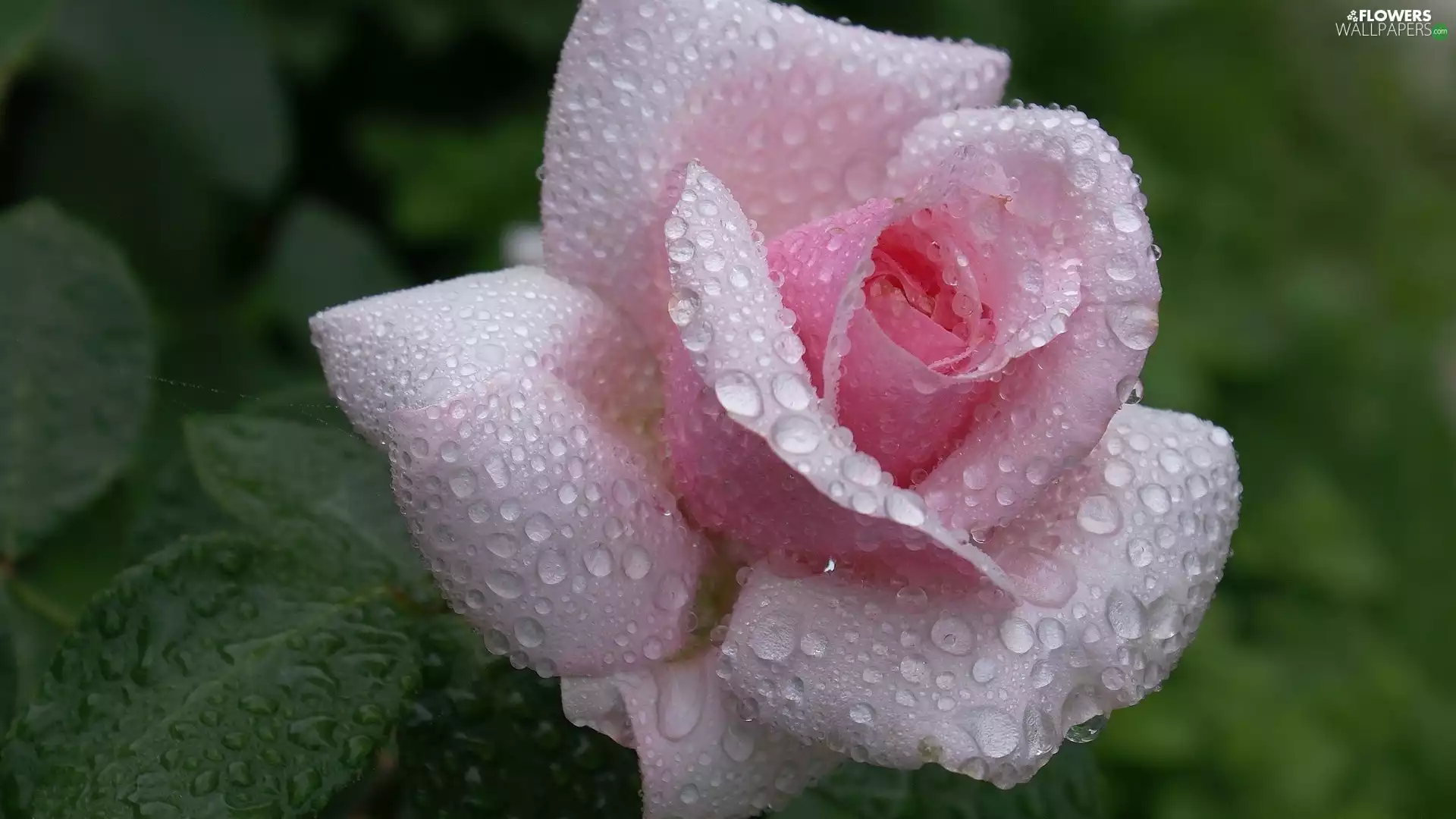 water, rose, drops