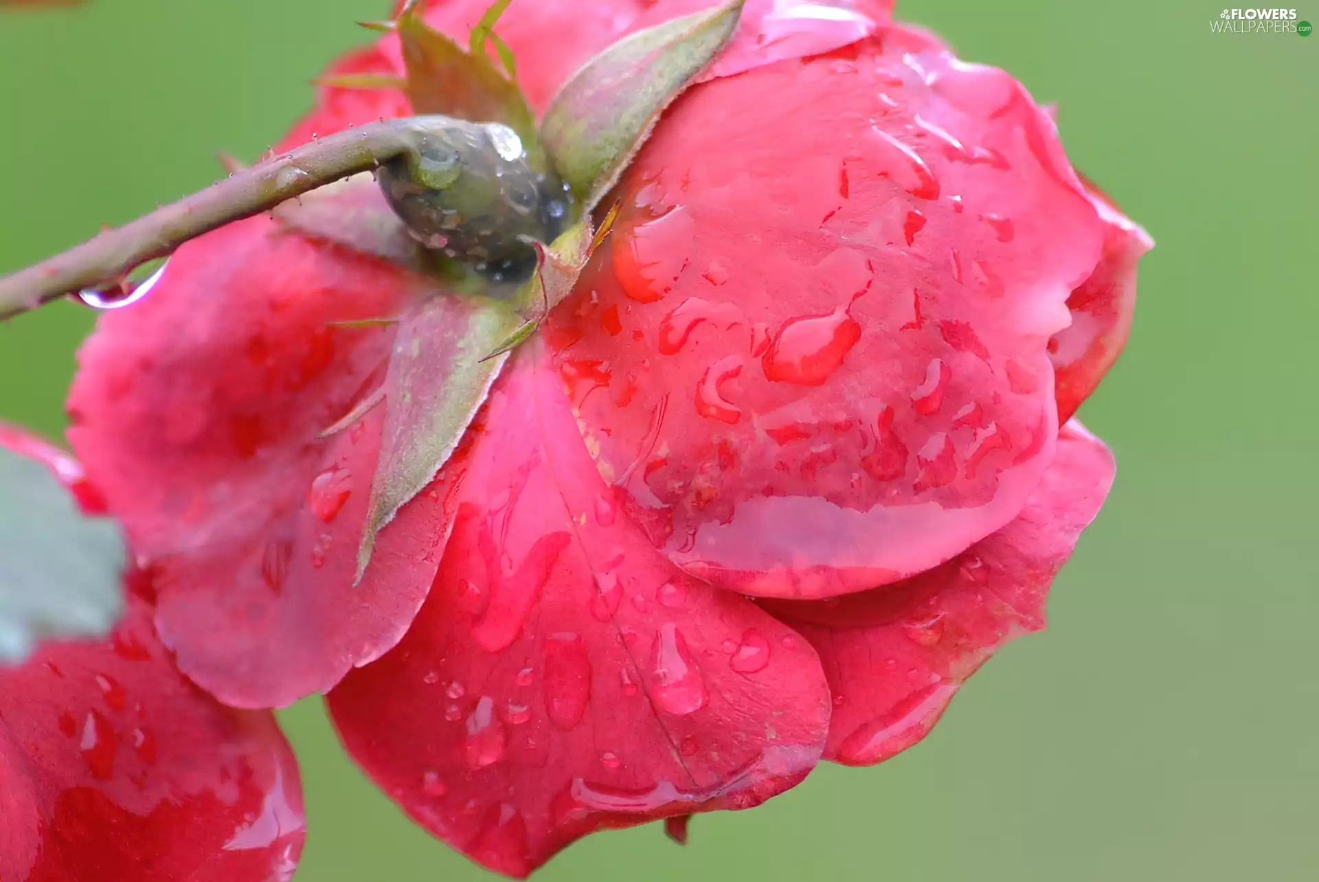 water, rose, drops
