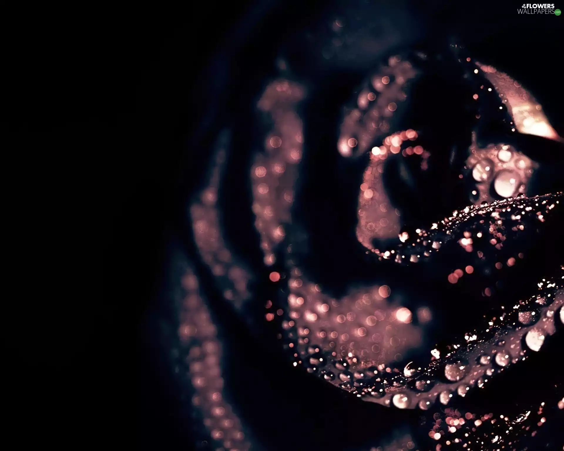water, rose, drops